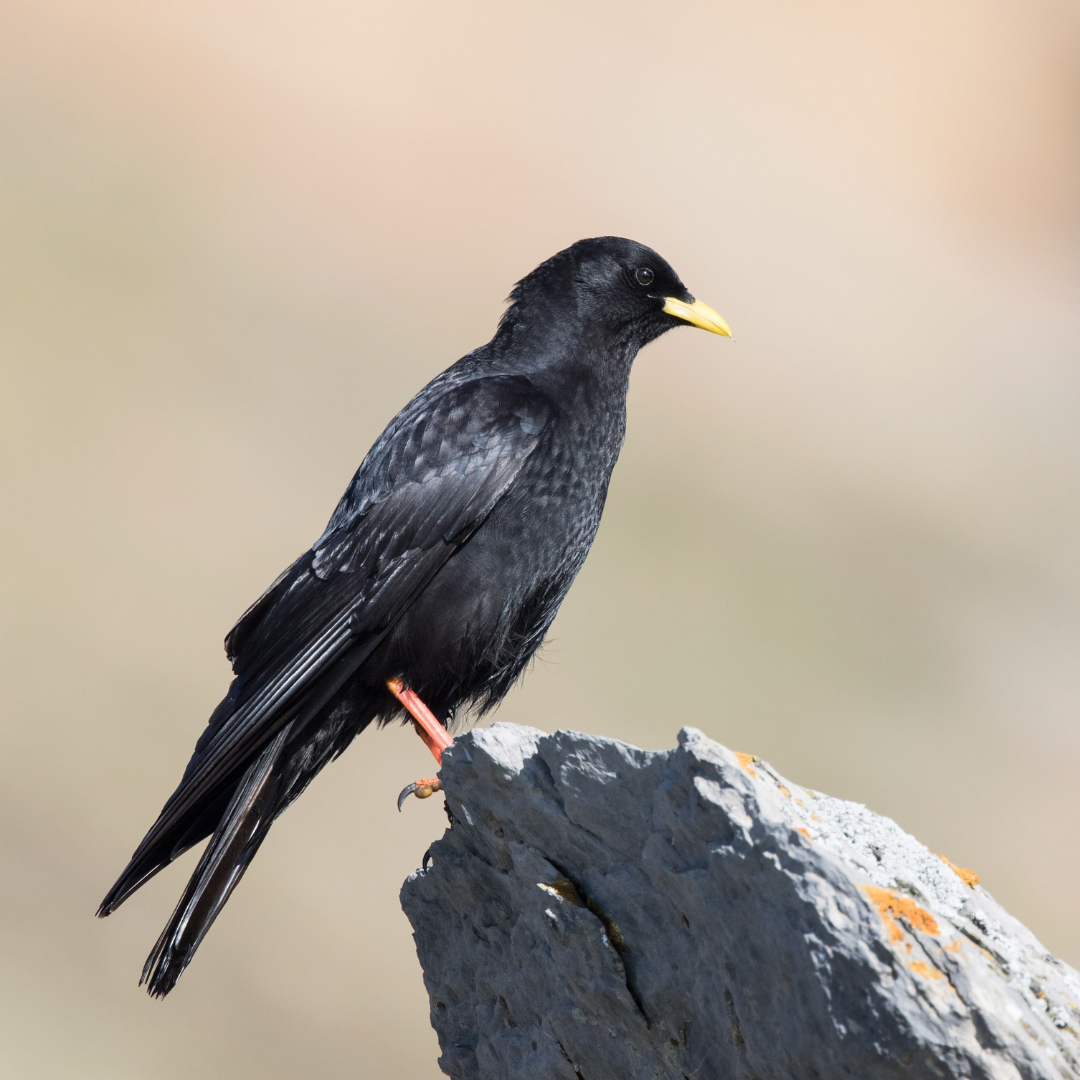 Alpine_Chough