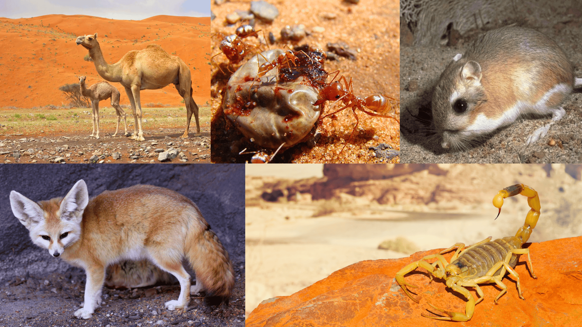 Amazing_Desert_Animals