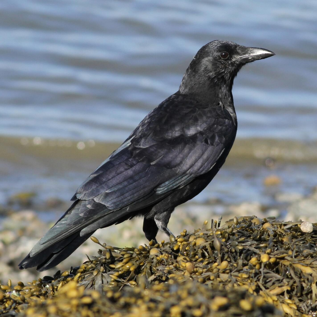 American_Crow