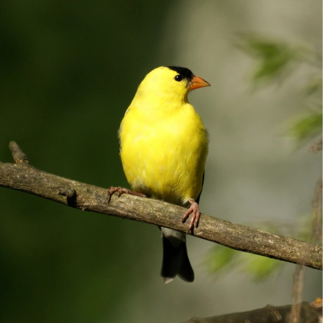 American_Goldfinch