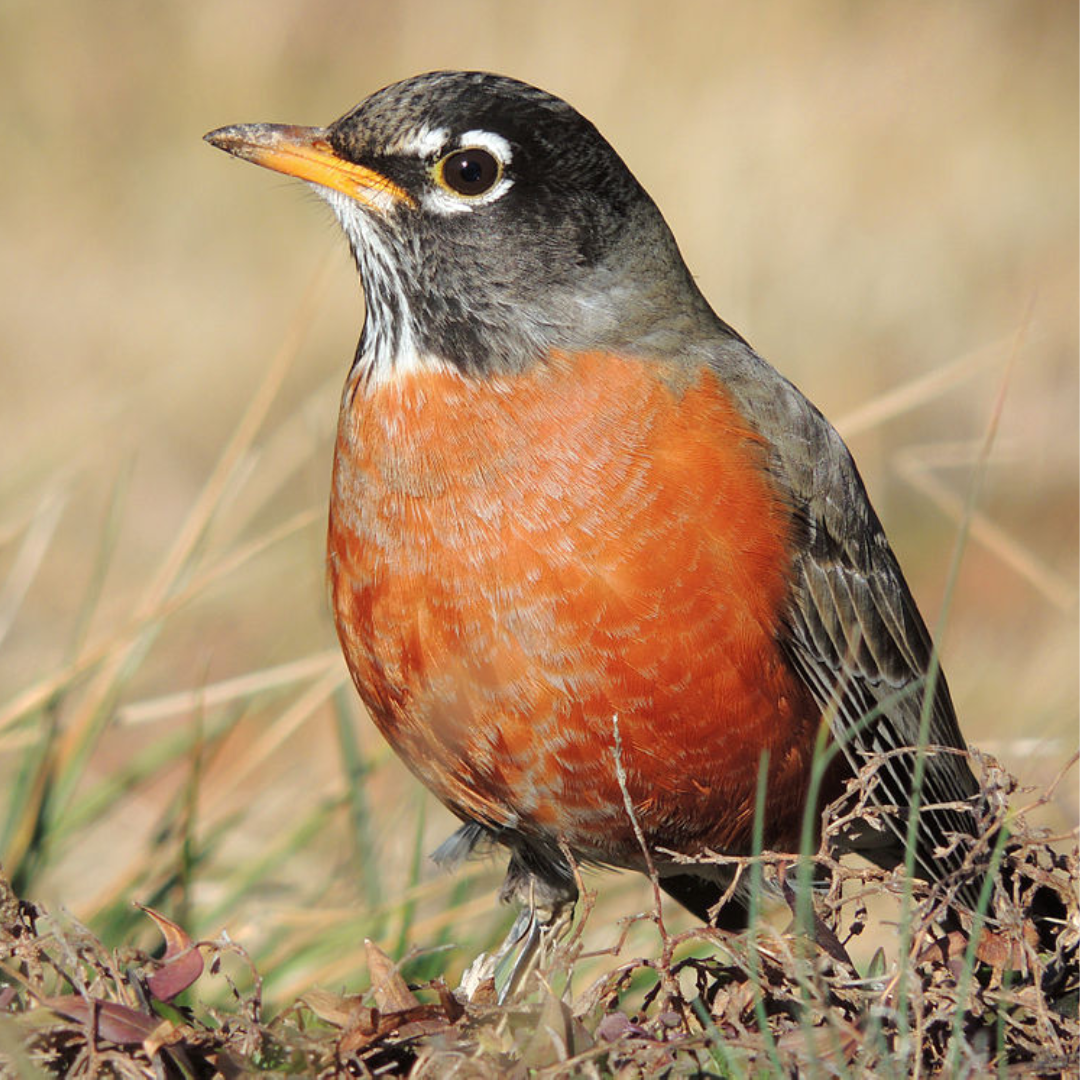 American_Robin