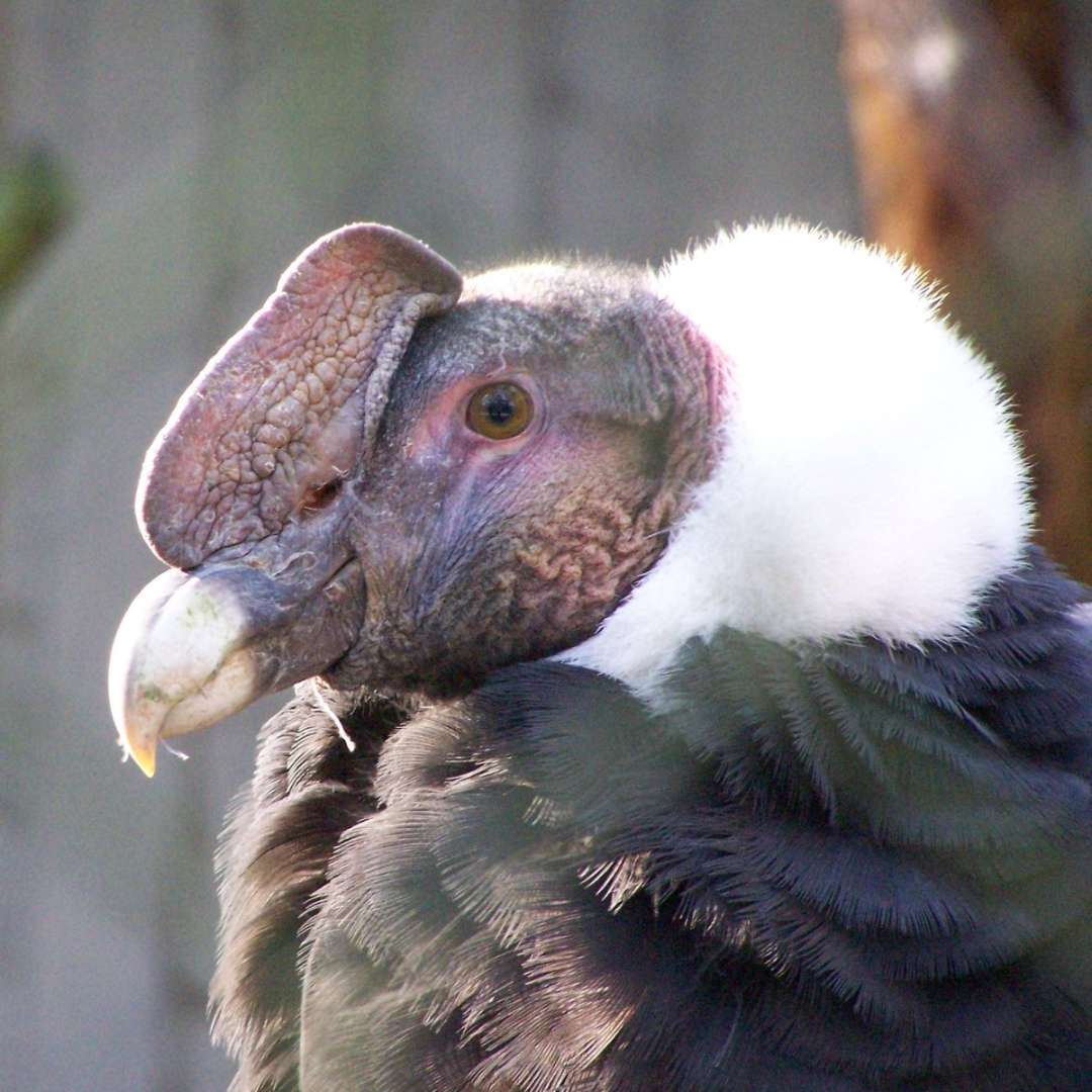 Andean_Condor