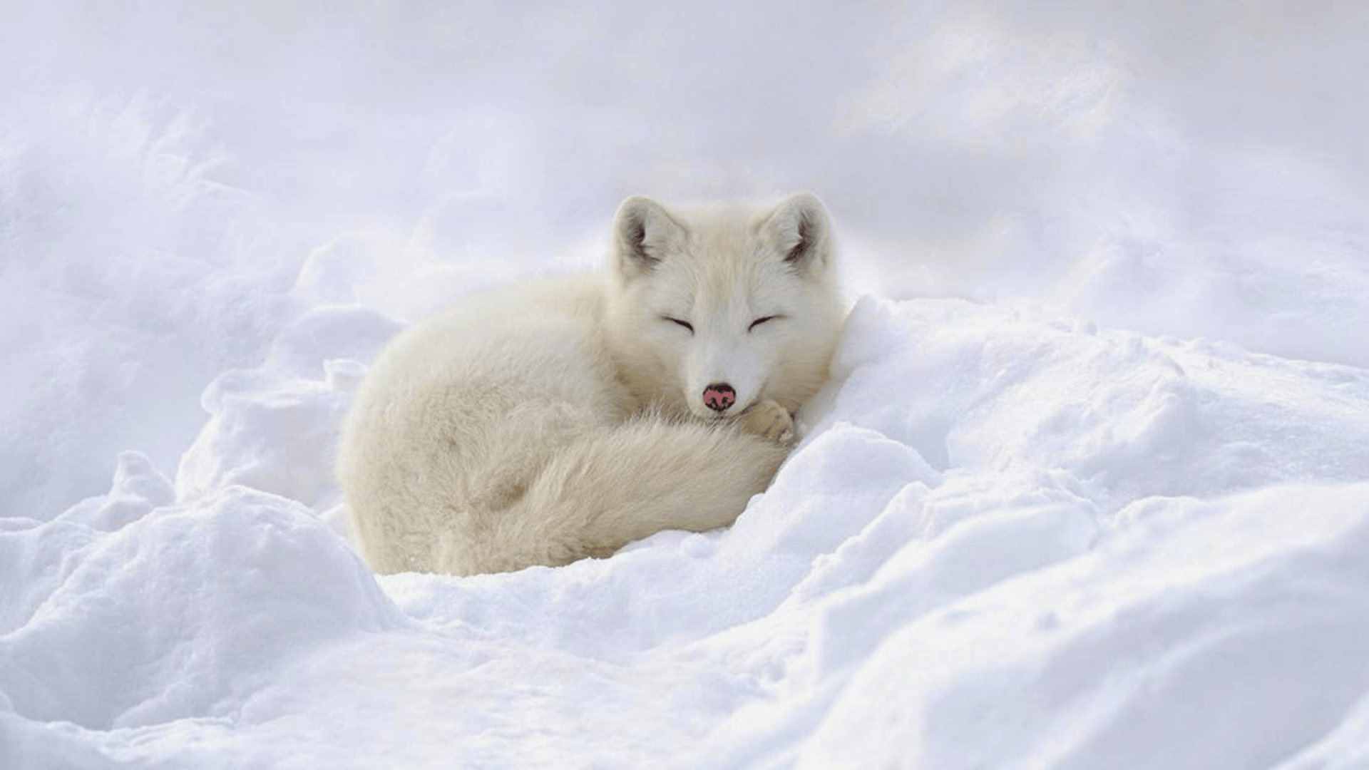 Animal_and_Nature_Snow_Facts