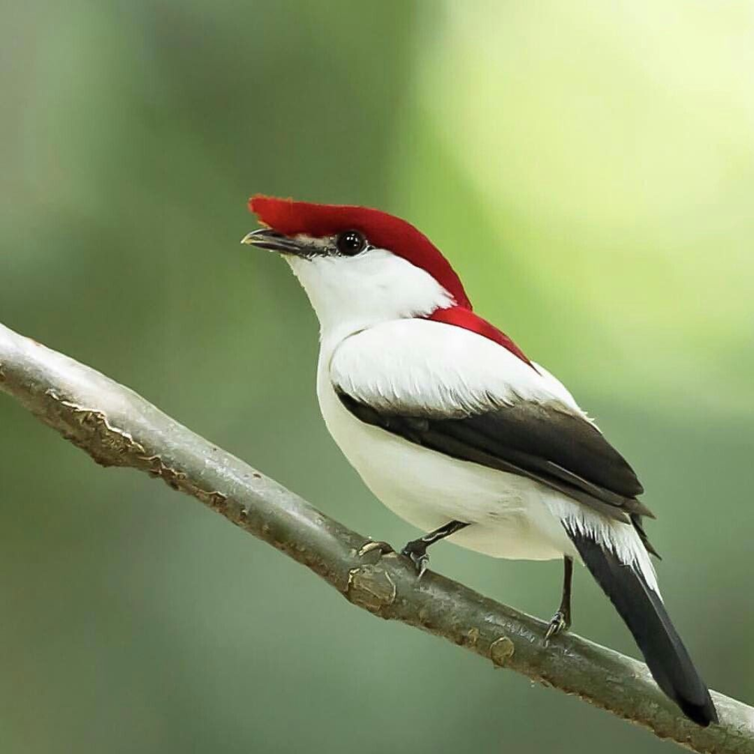 Araripe_Manakin