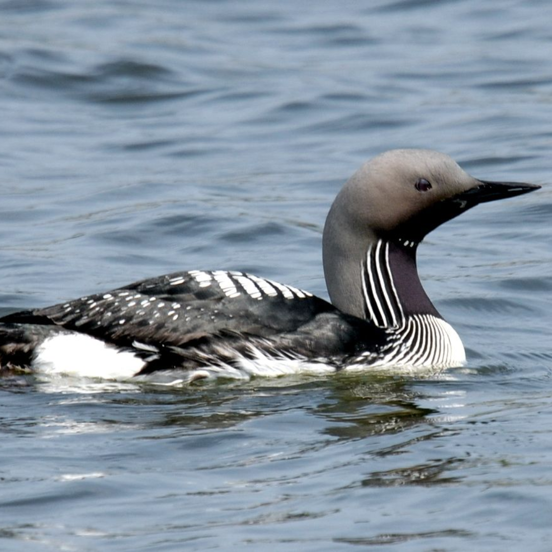 Arctic_Loon