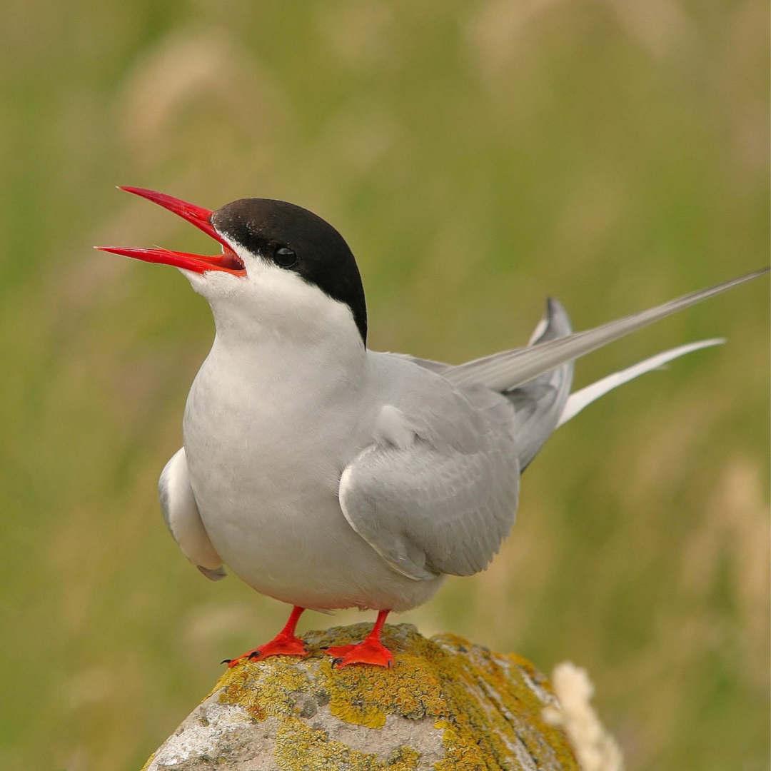 Arctic_Tern