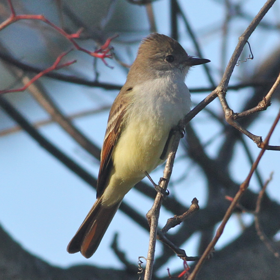 Ash-throated_Flycatcher