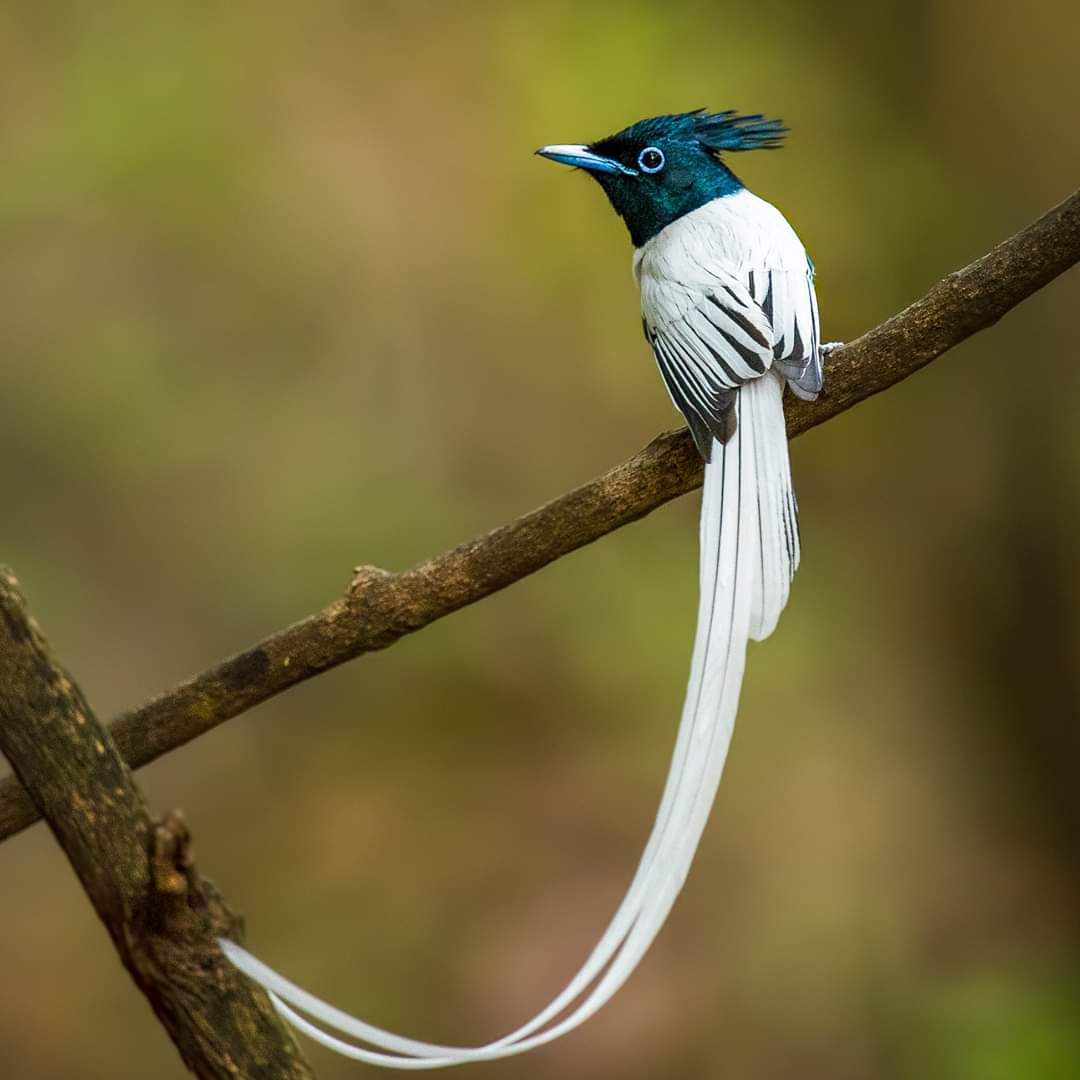 Asian_Paradise_Flycatcher