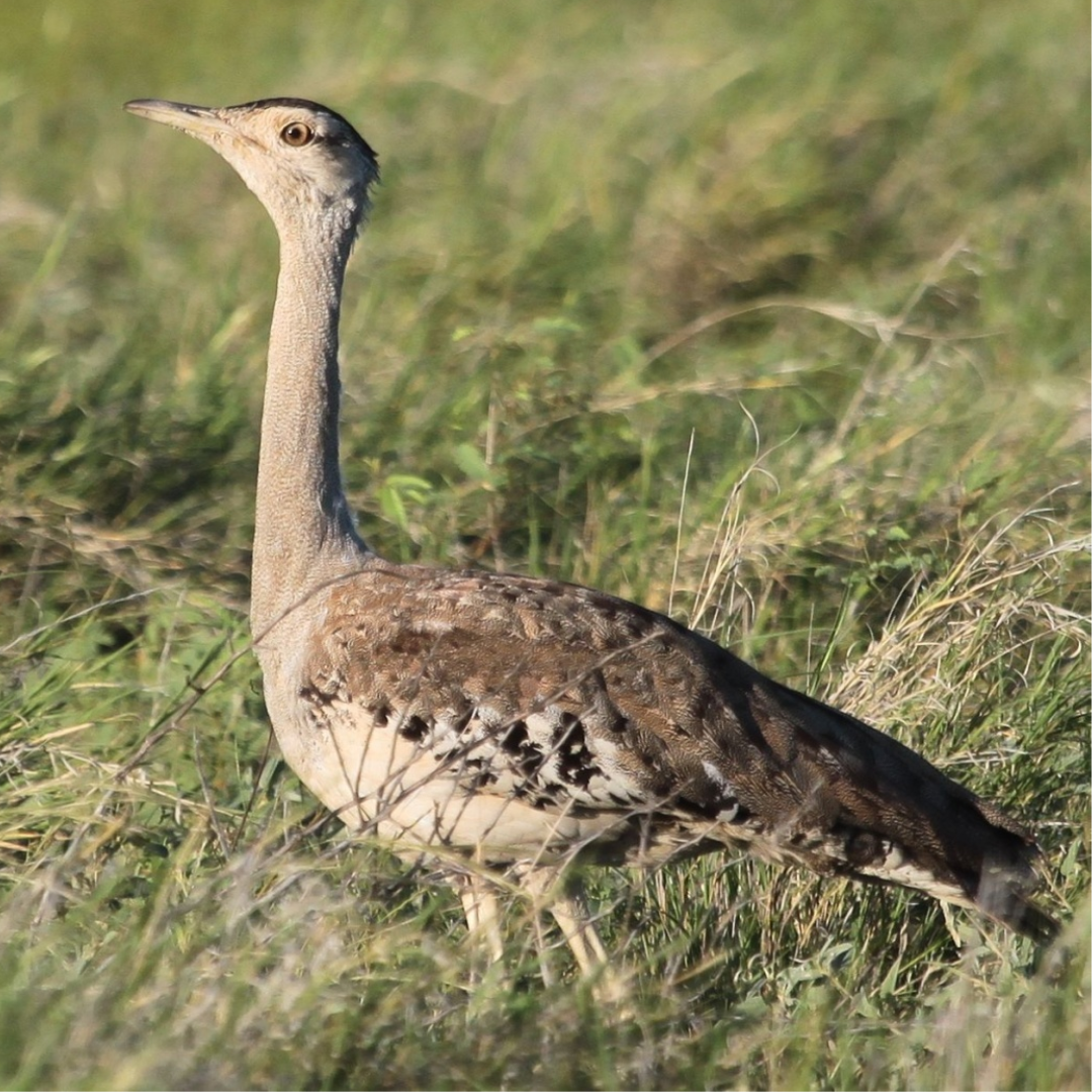 Australian_Bustard