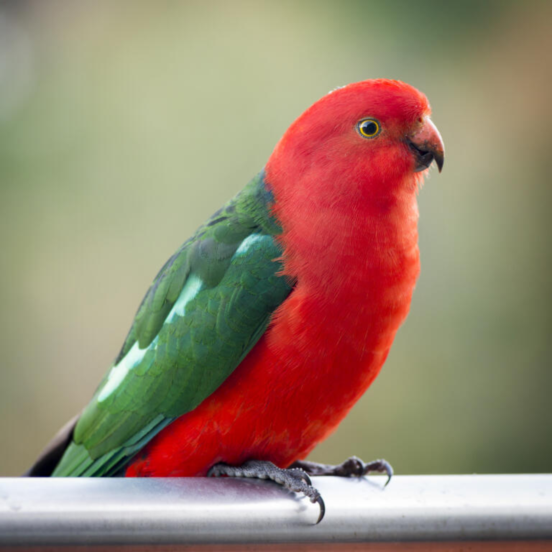 Australian_King-Parrot