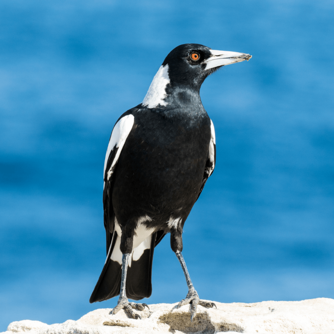 Australian_Magpie