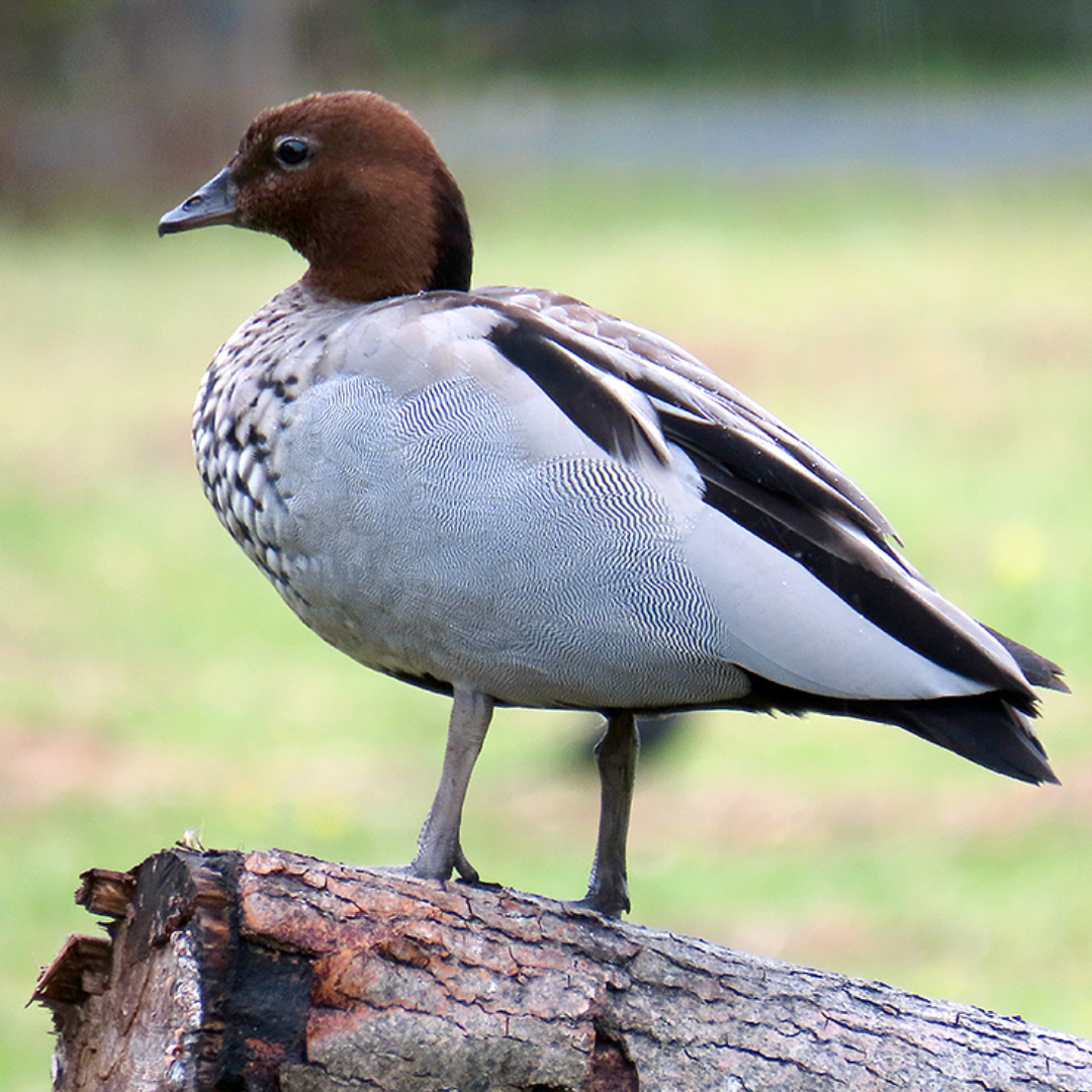 Australian_Wood_Duck