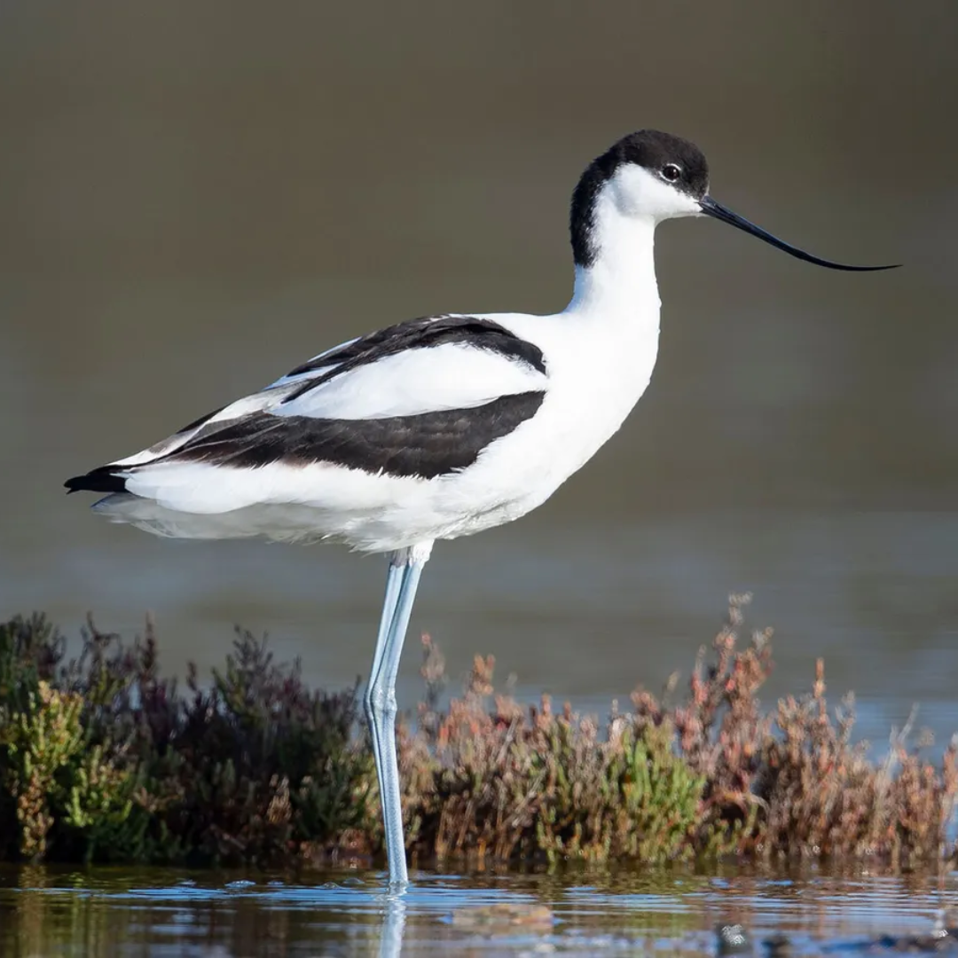 Avocet