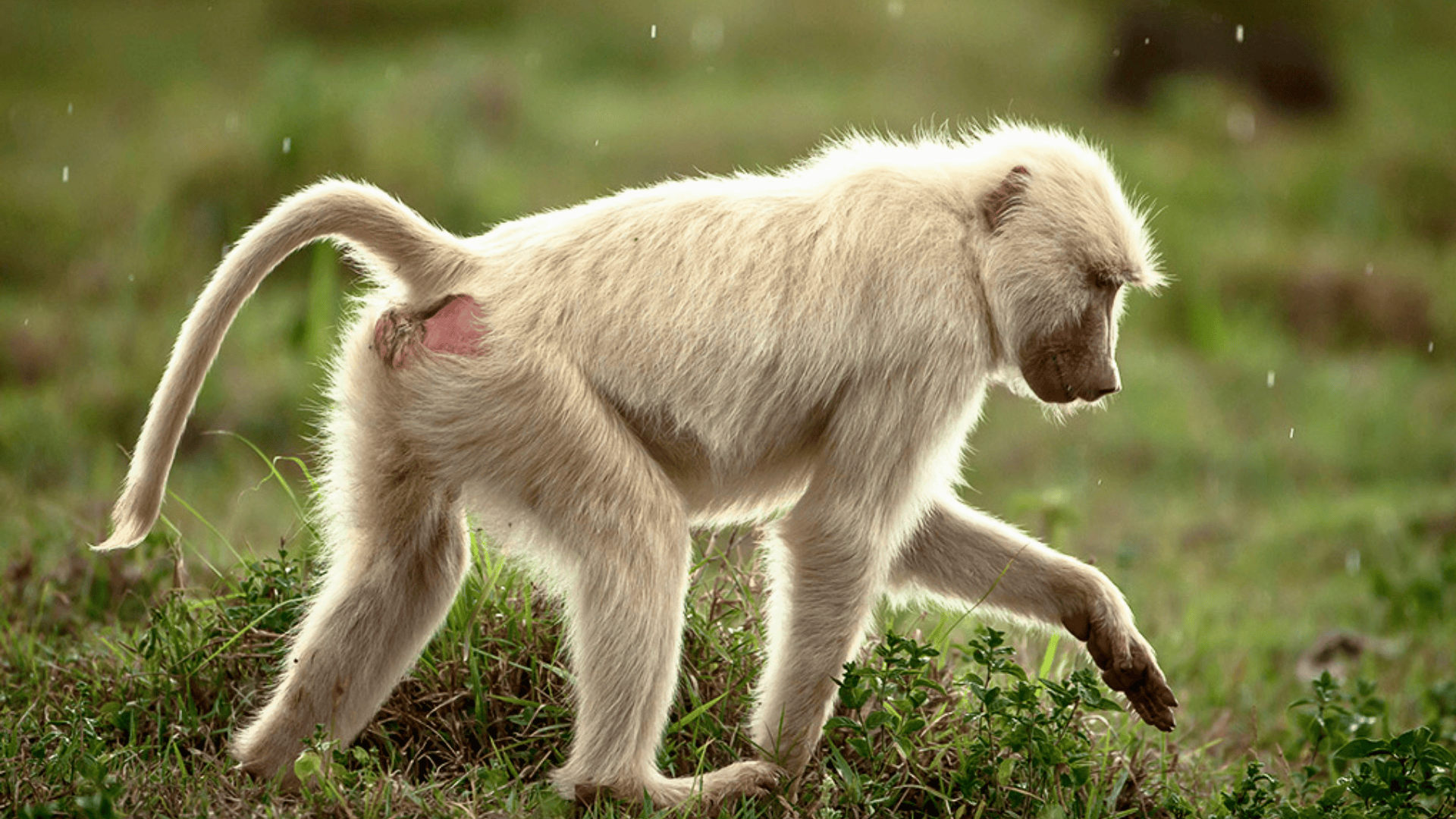 Chacma_Baboon