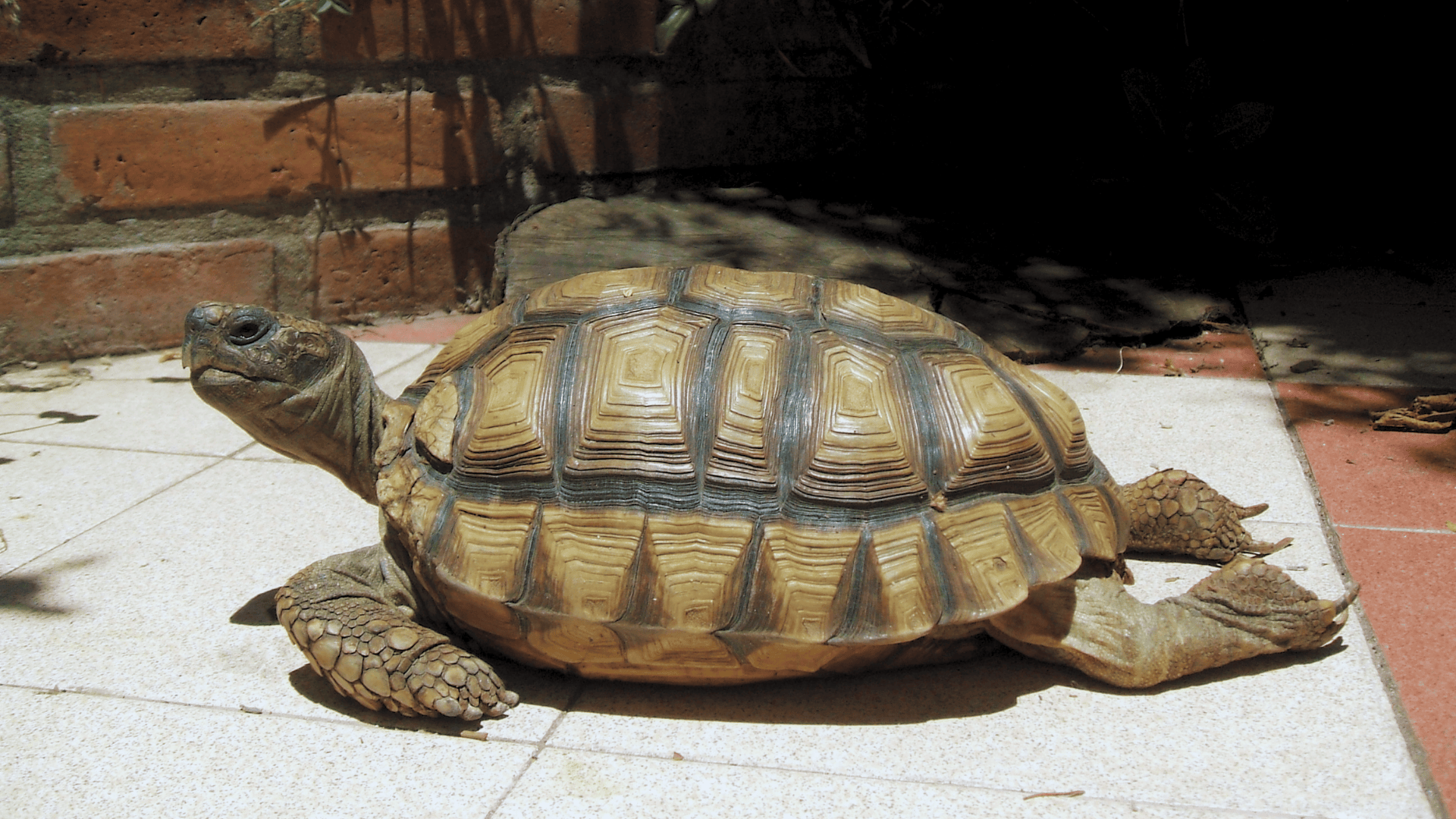 Chaco_Tortoise