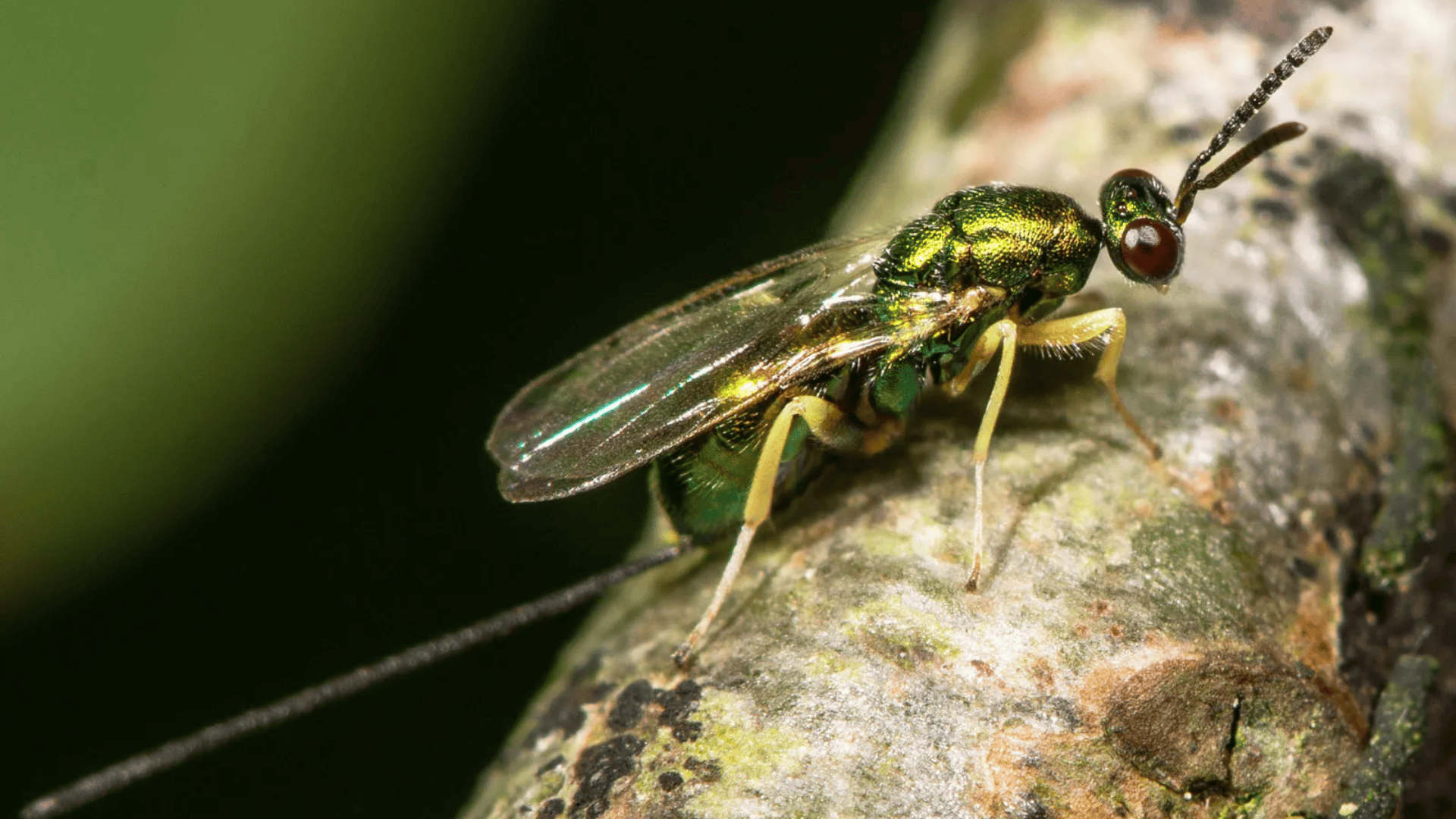 Chalcid_Wasp