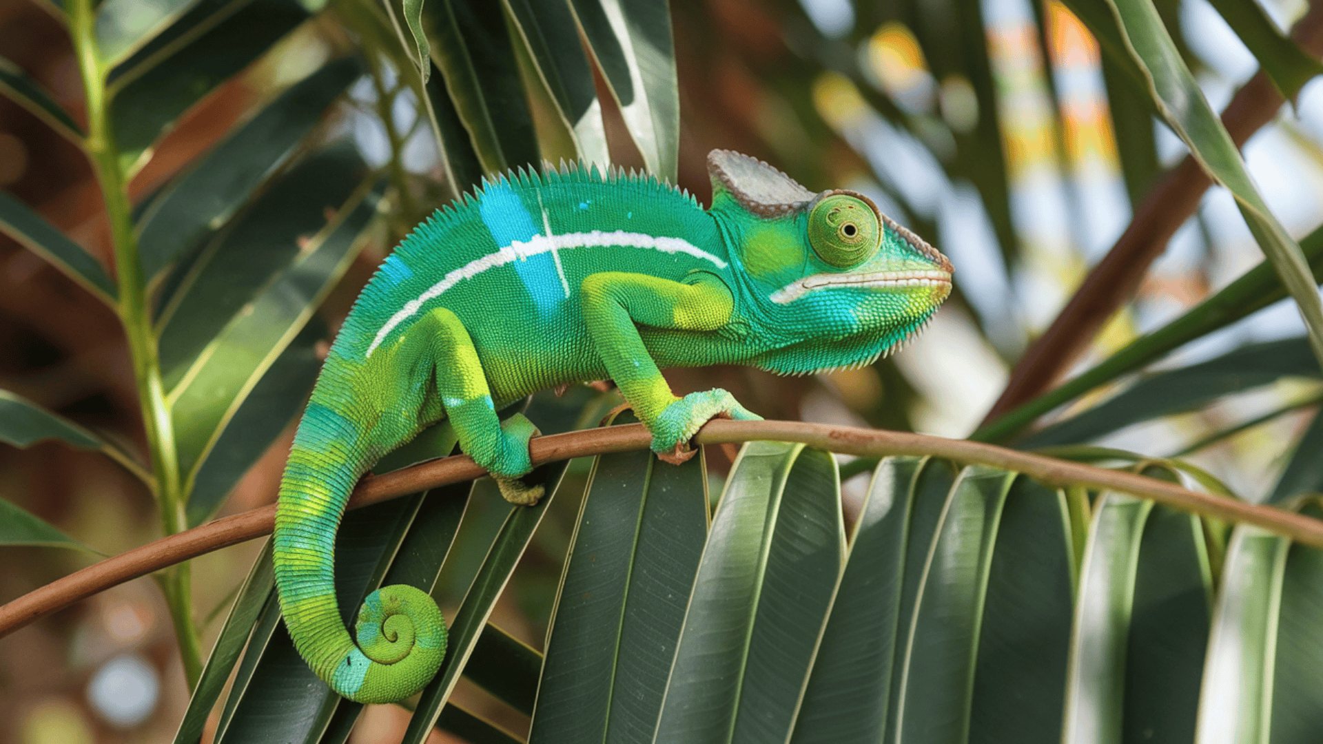 Chameleon