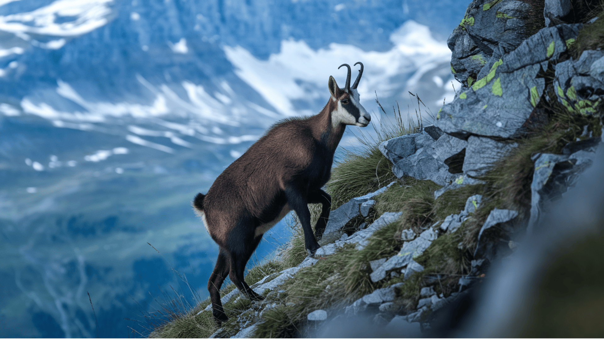 Chamois