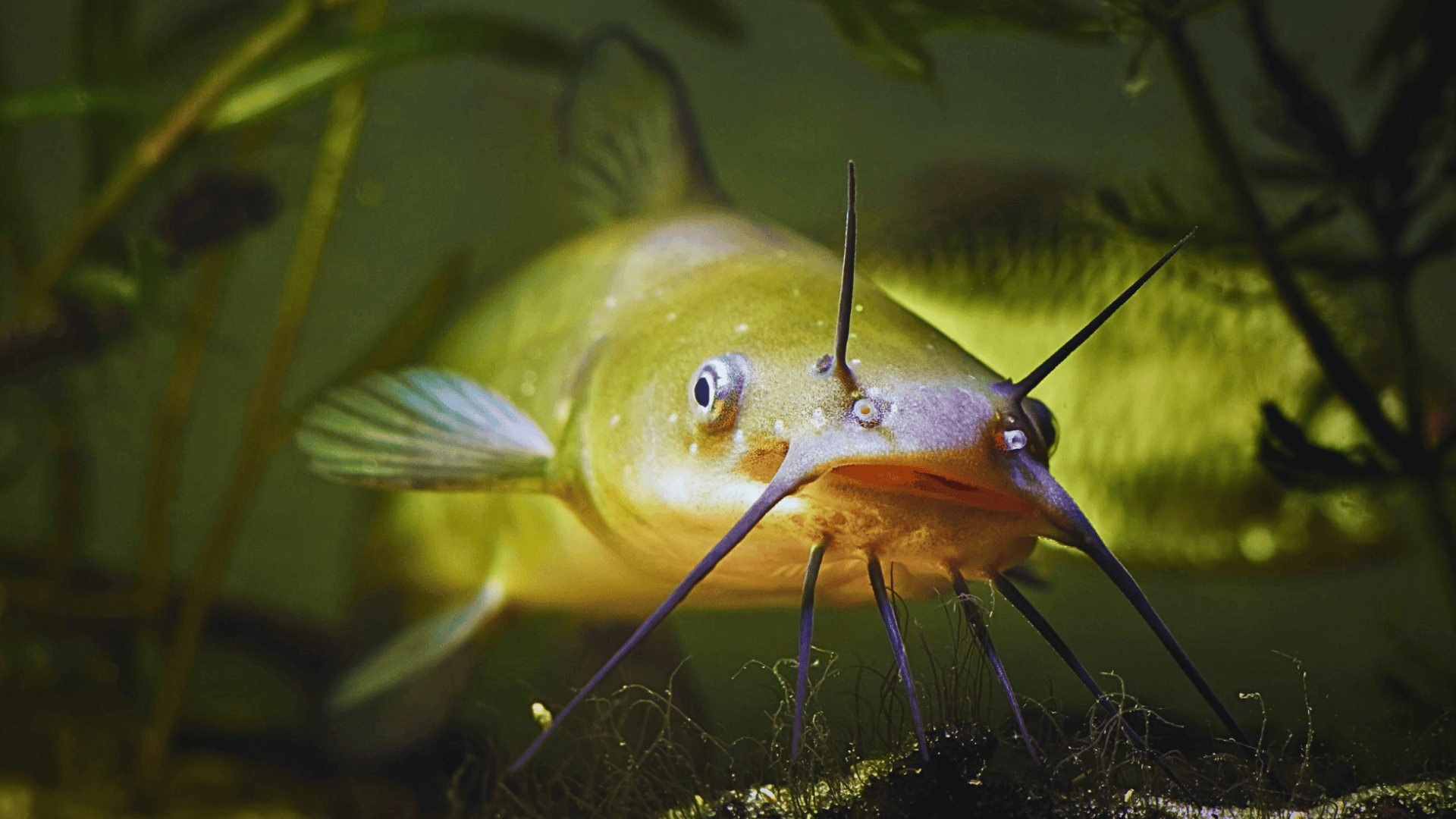 Channel_Catfish