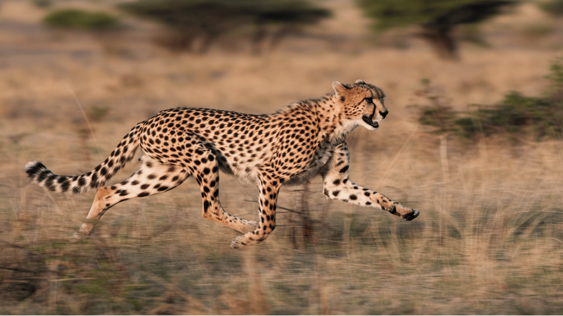 Cheetah