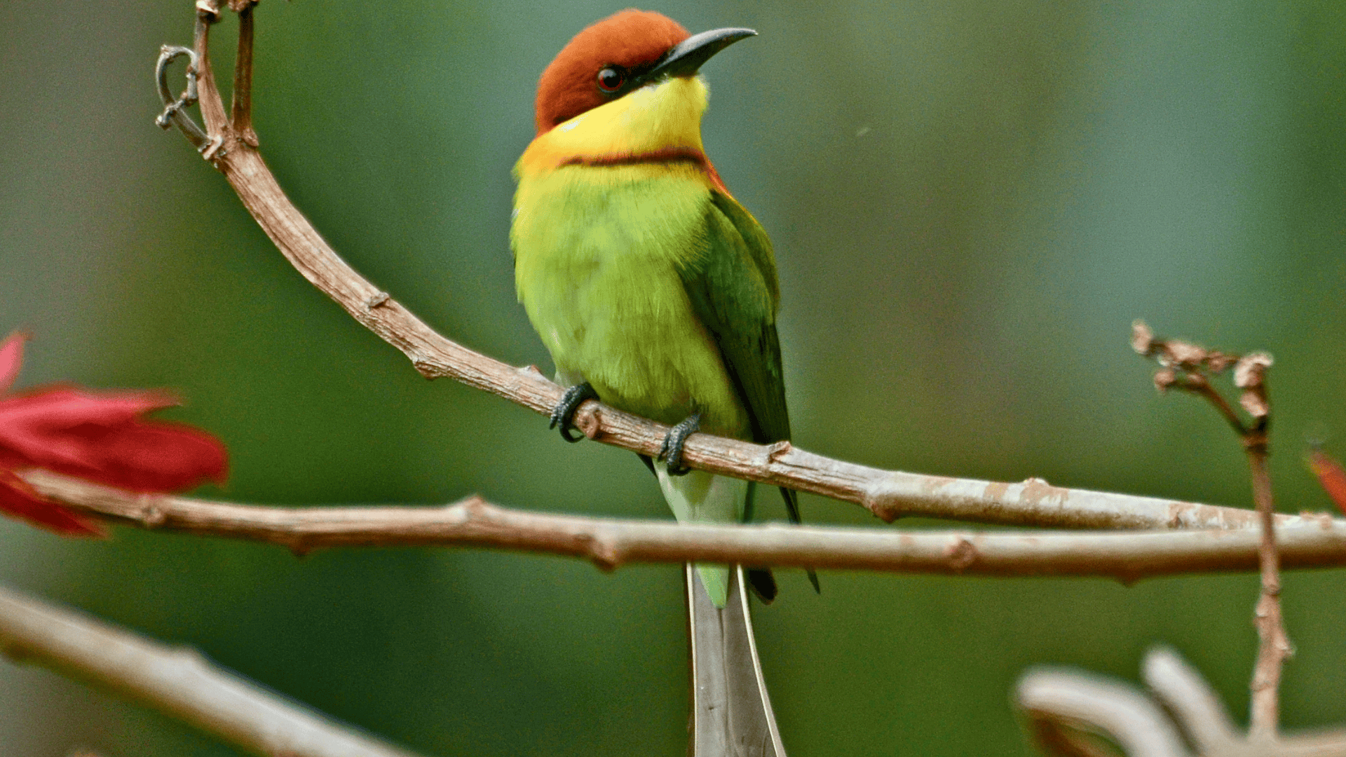 Chestnut-Headed_Bee-Eater