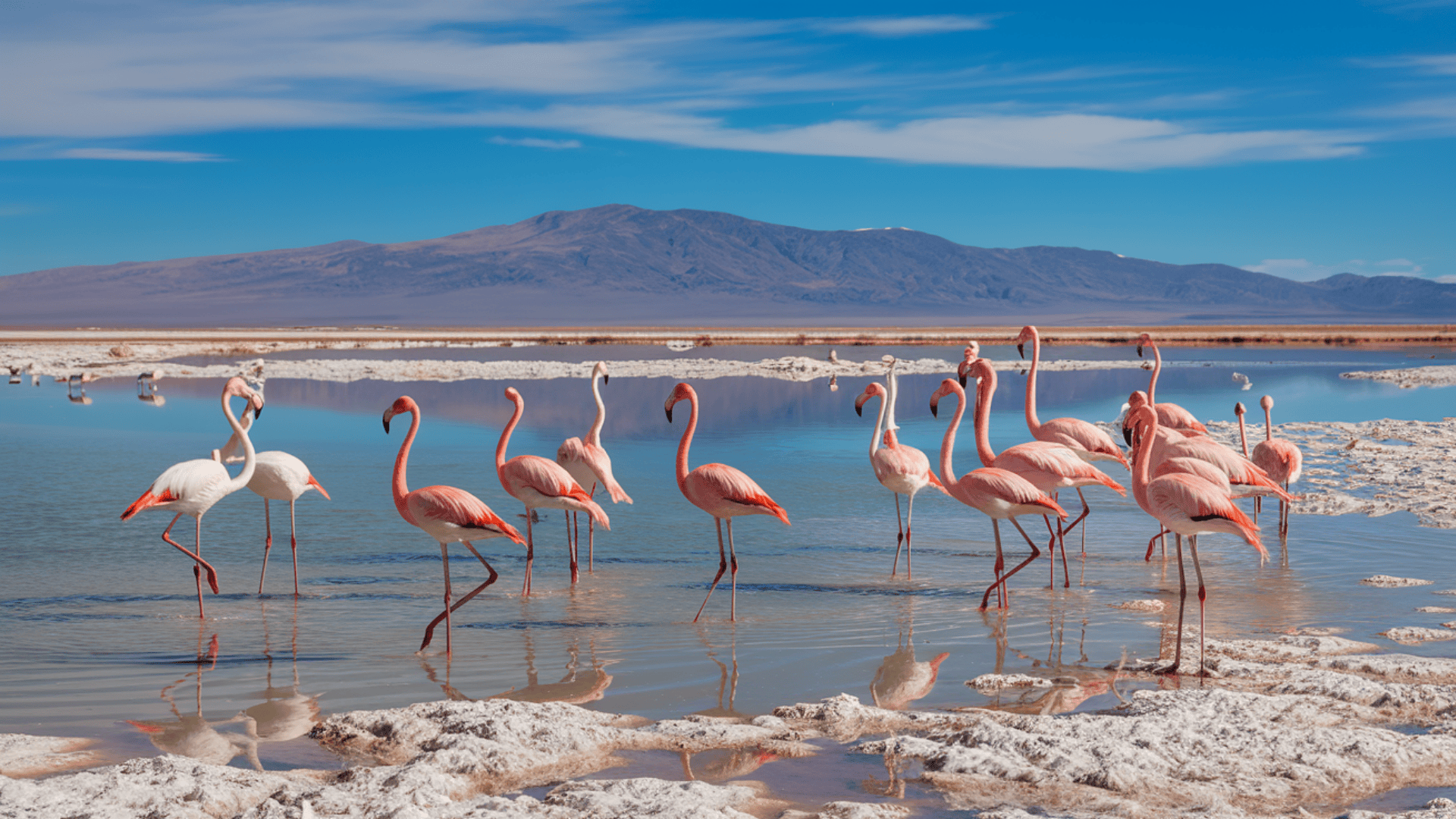 Chilean_Flamingo