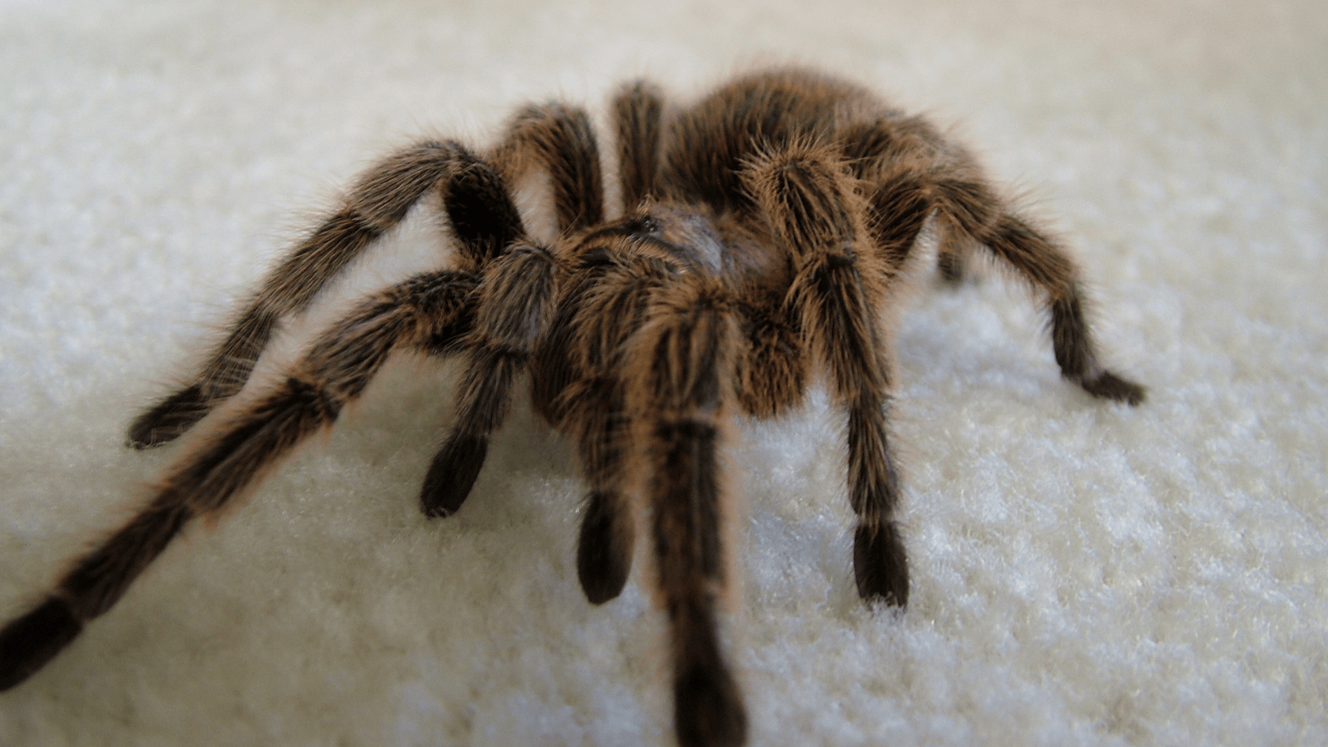 Chilean_Rose_Tarantula