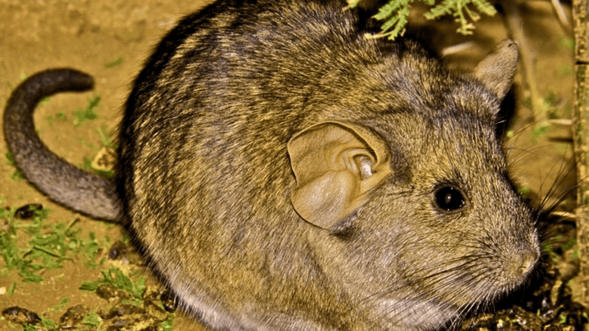 Chinchilla_Rat