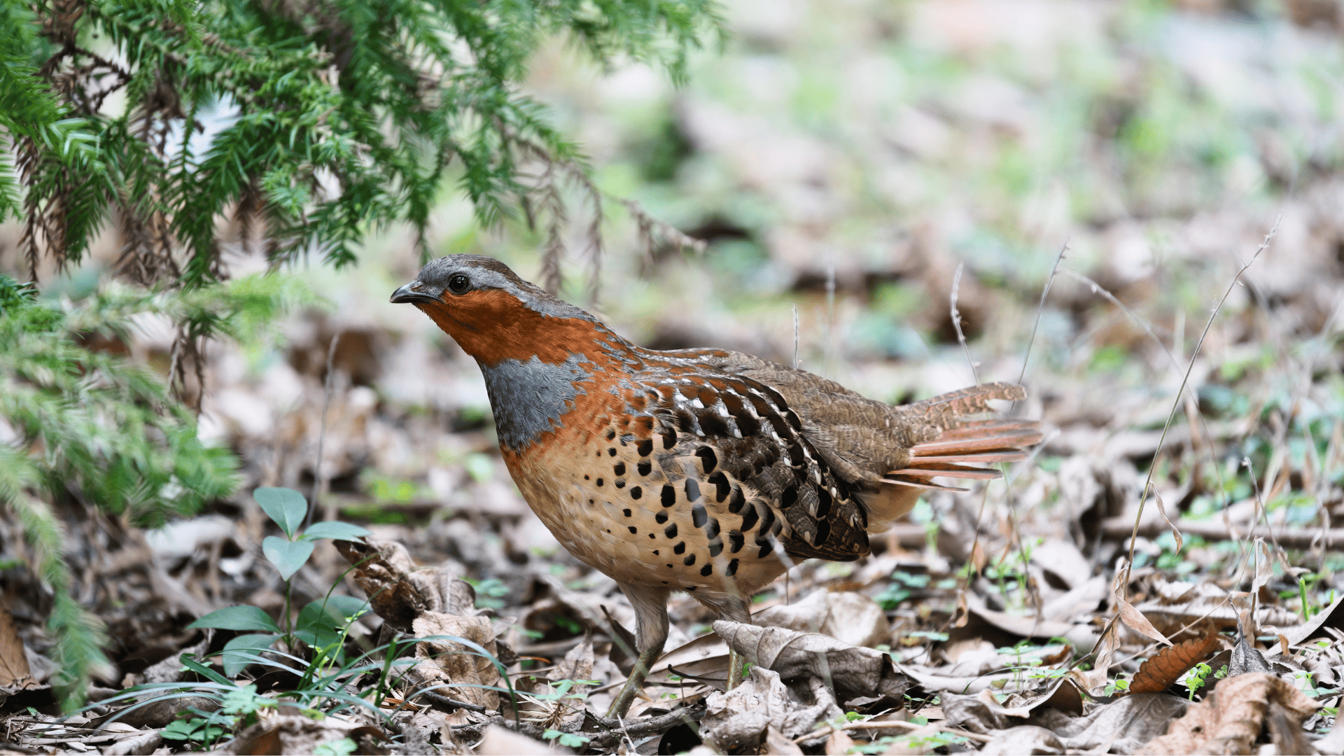 Chinese_Bamboo_Partridge