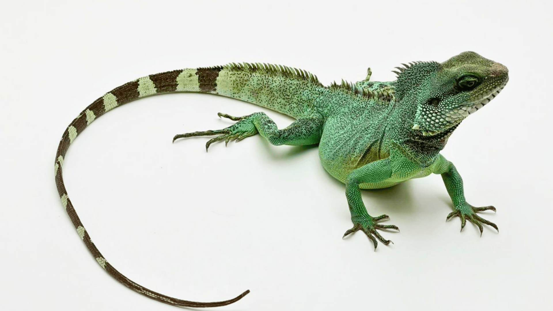 Chinese_Water_Dragon