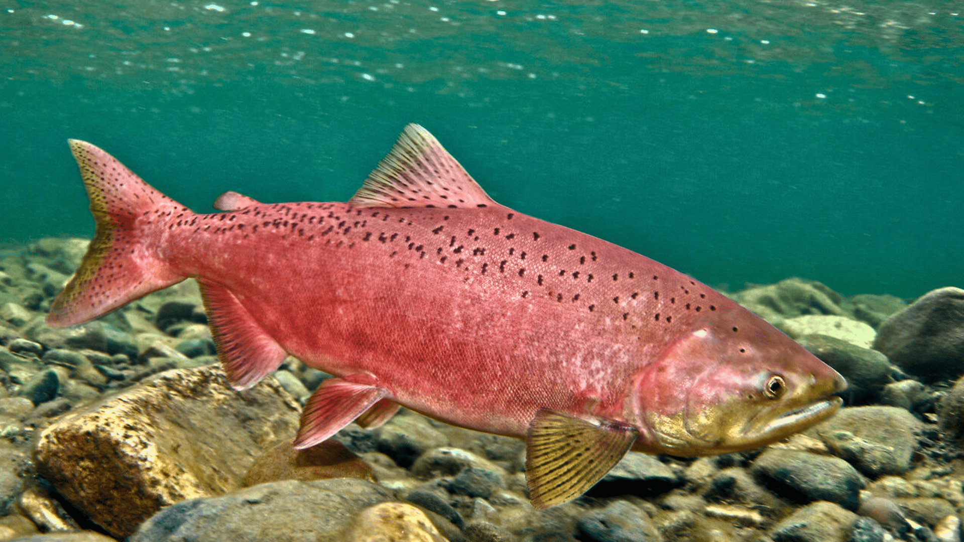 Chinook_Salmon