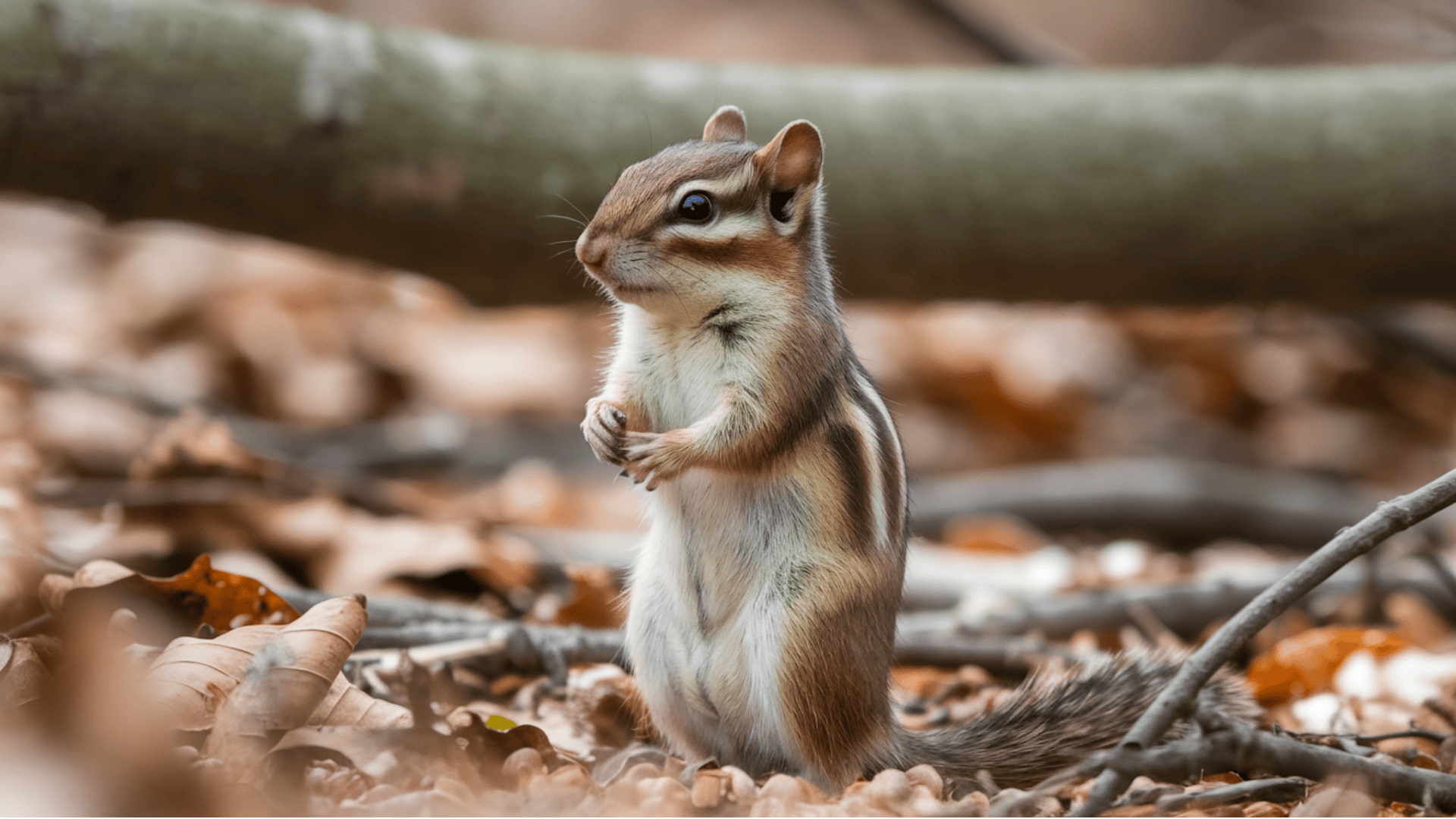 Chipmunk