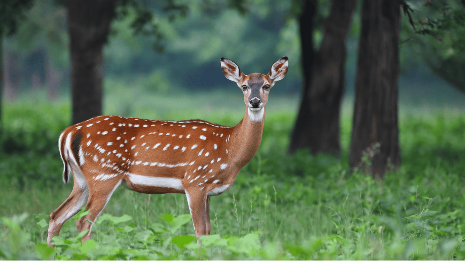 Chital