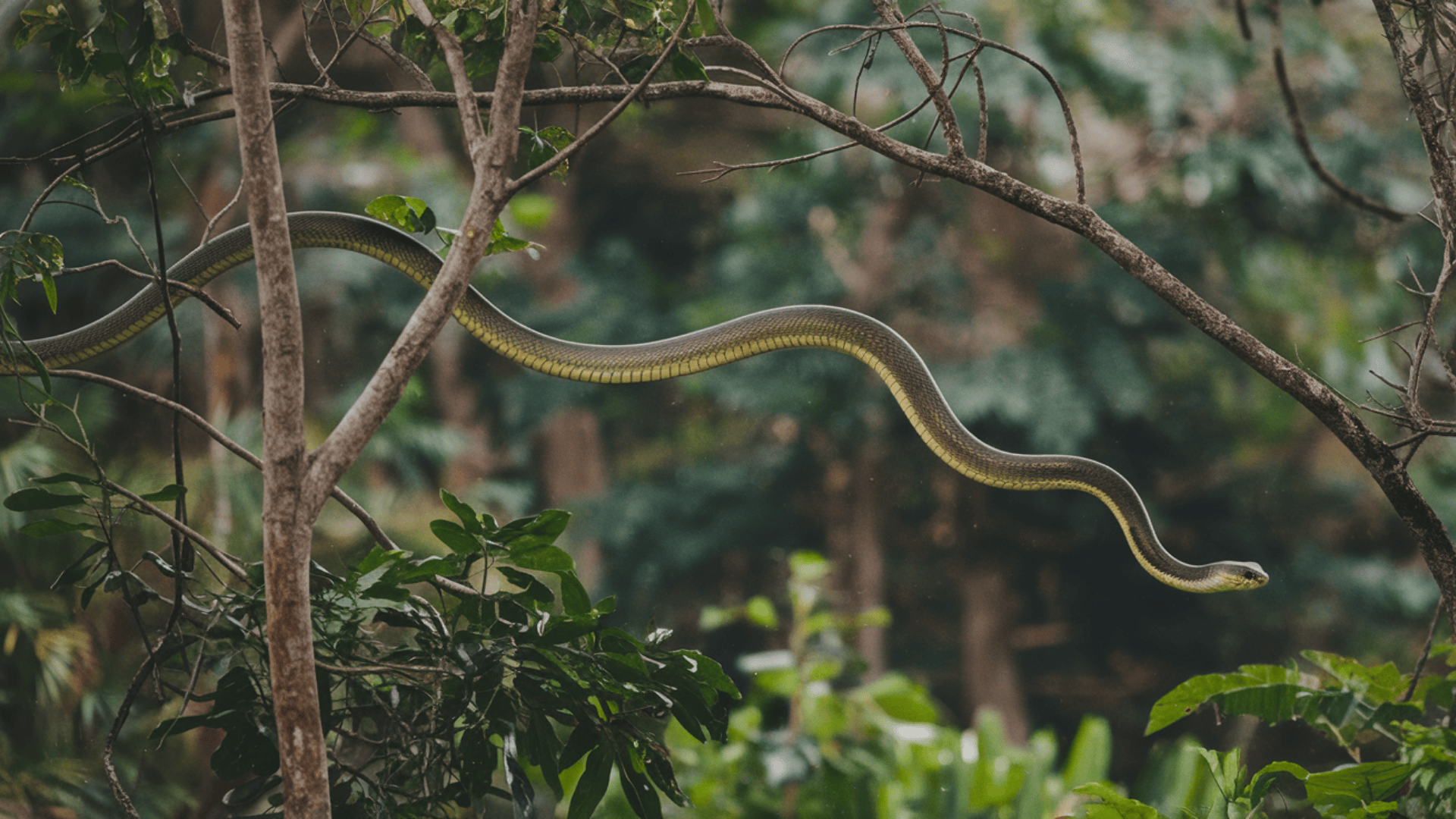 Chrysopelea_Flying_Snake