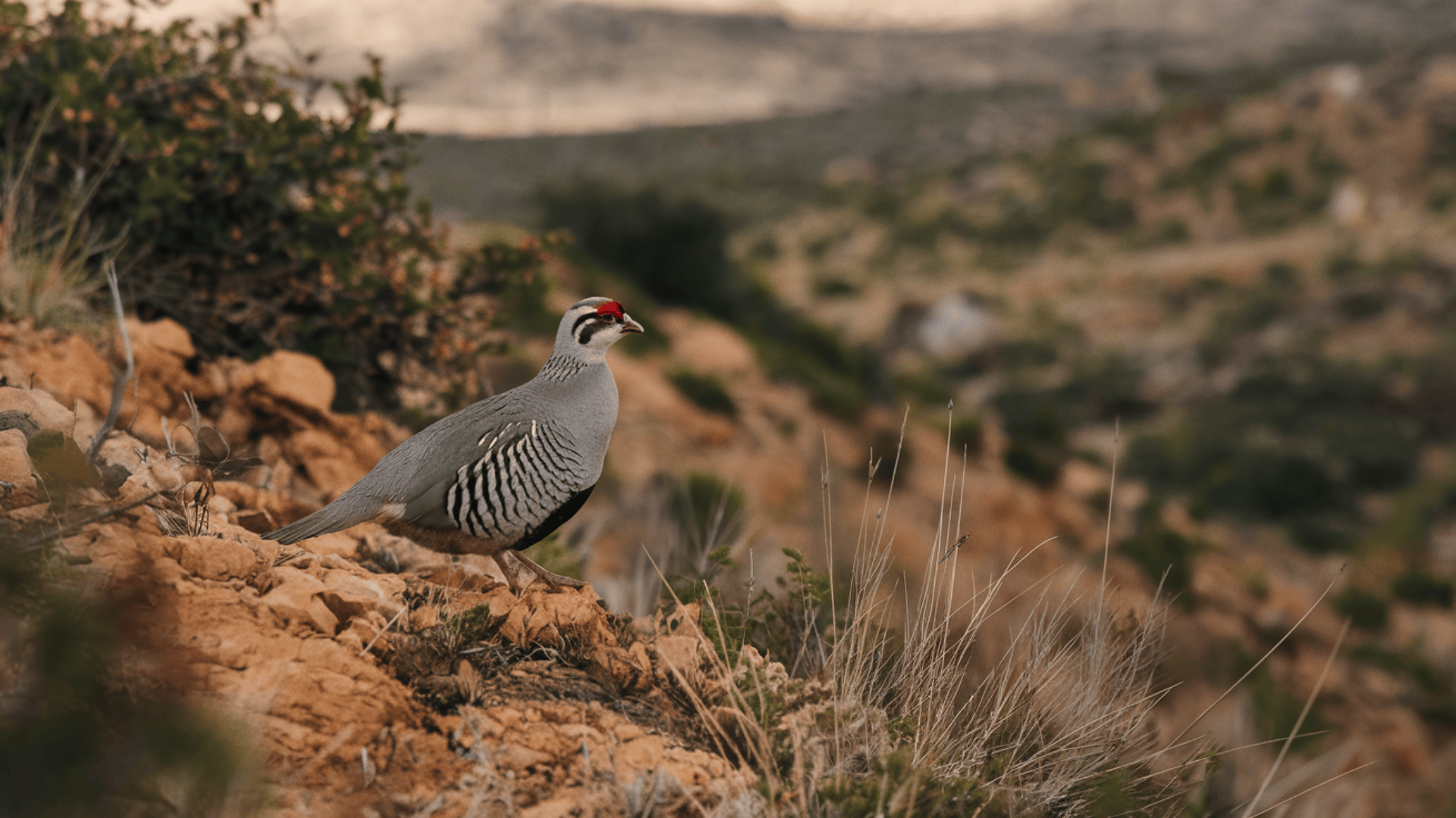 Chukar