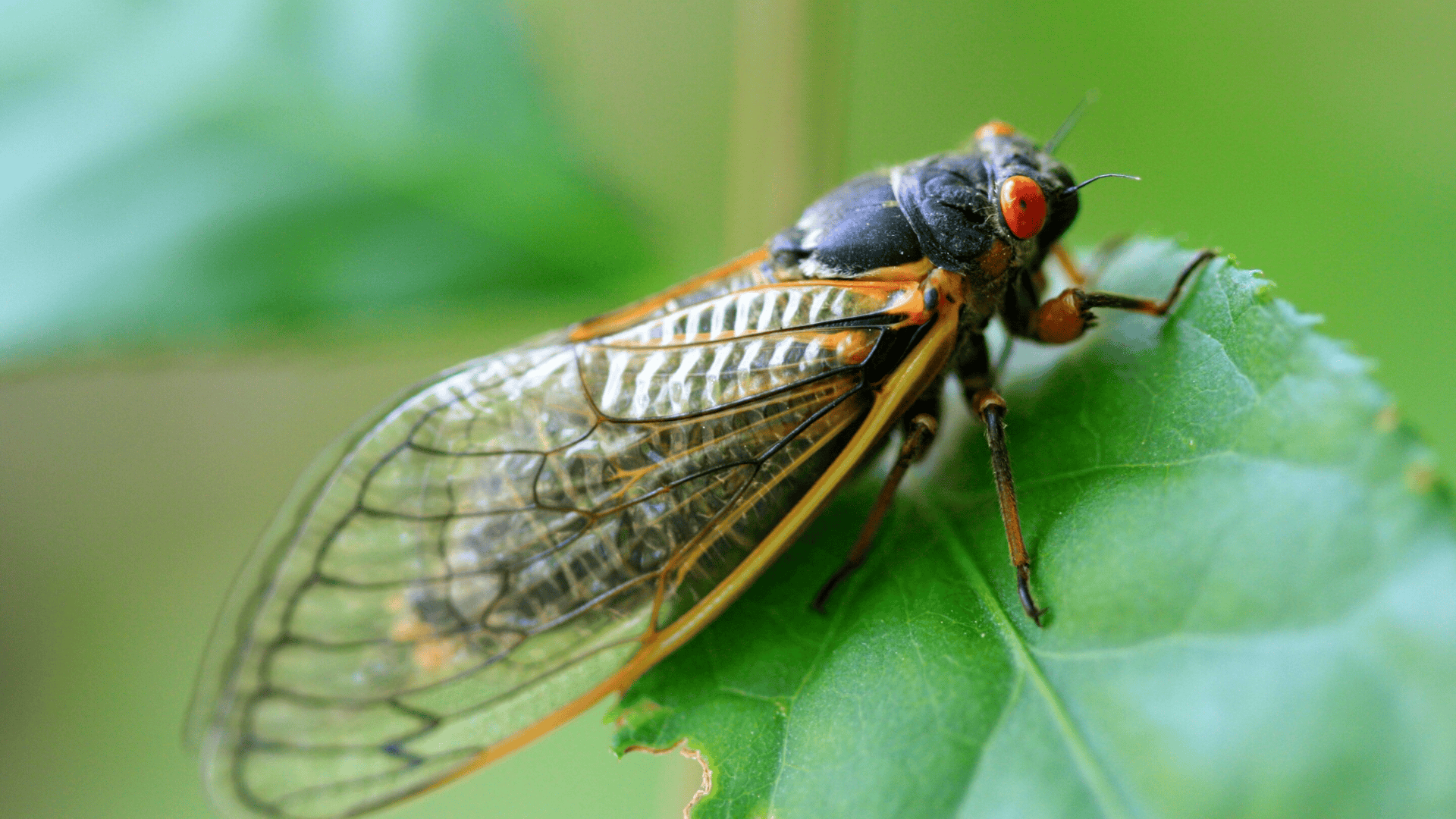 Cicada