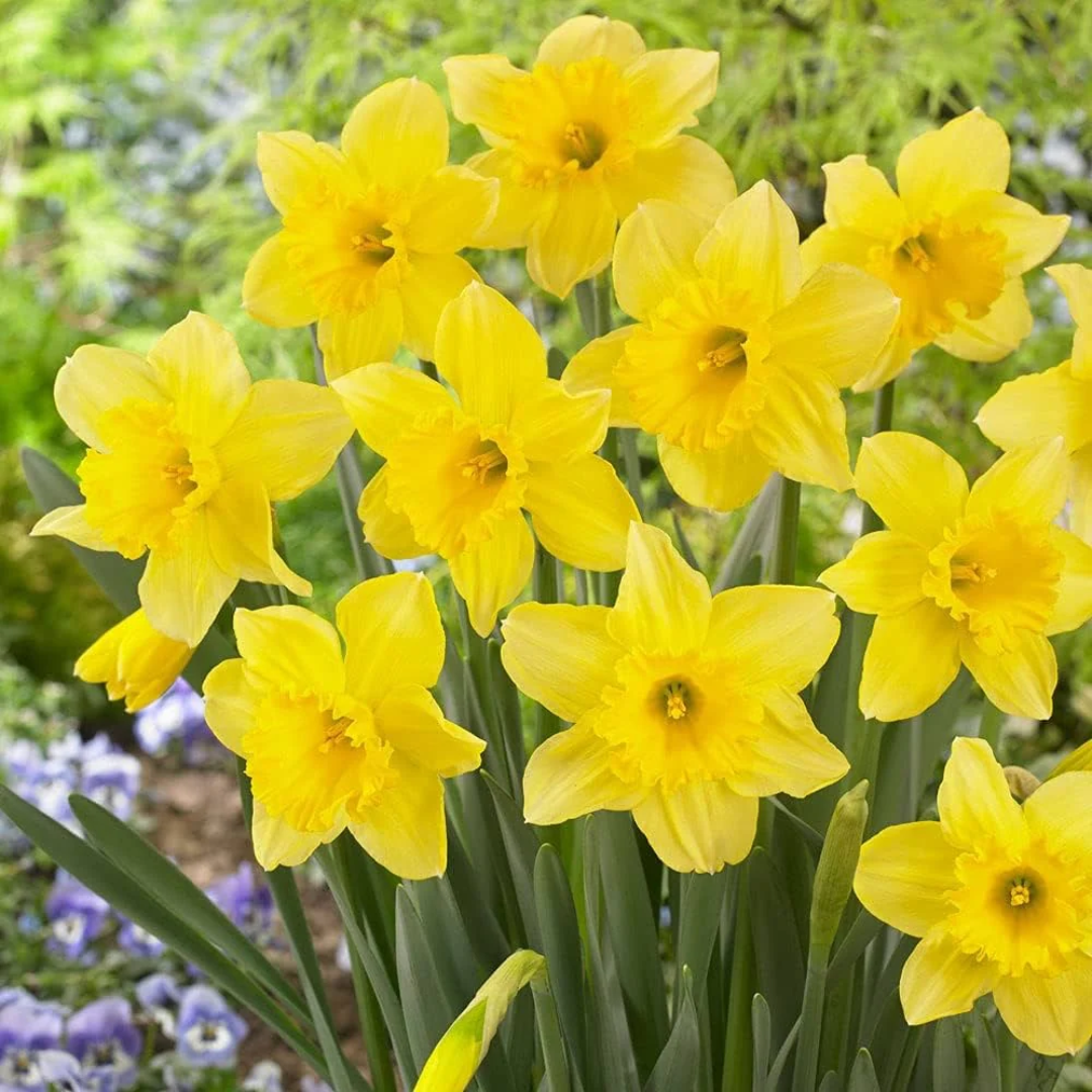 Daffodil