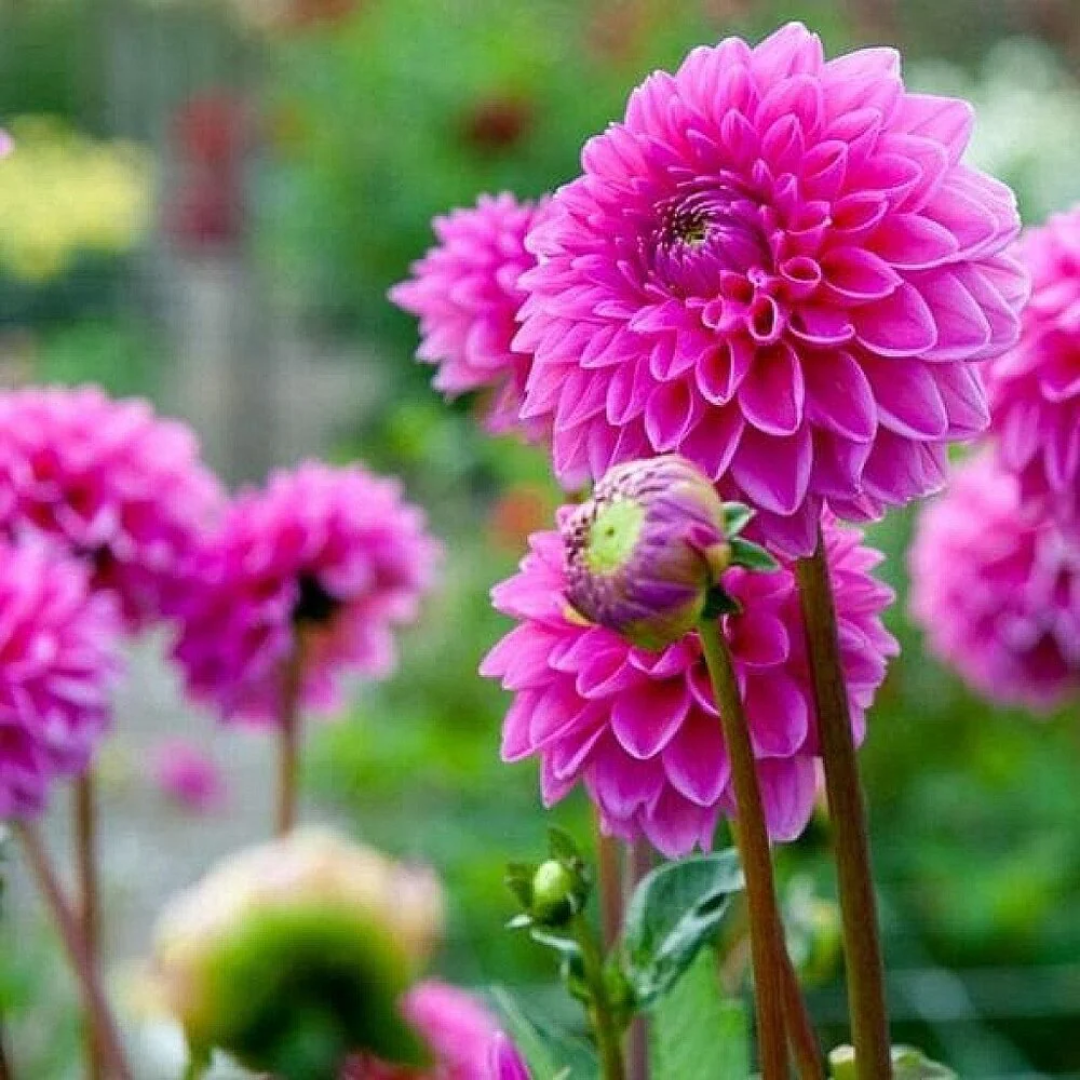 Dahlia