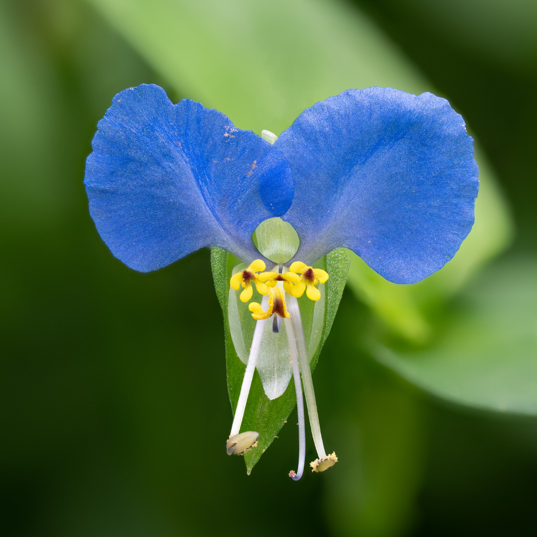 Dayflower