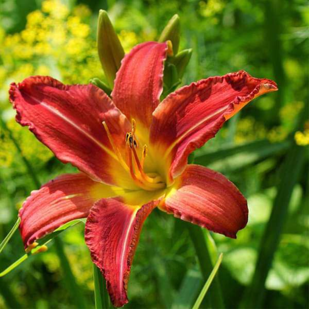 Daylily