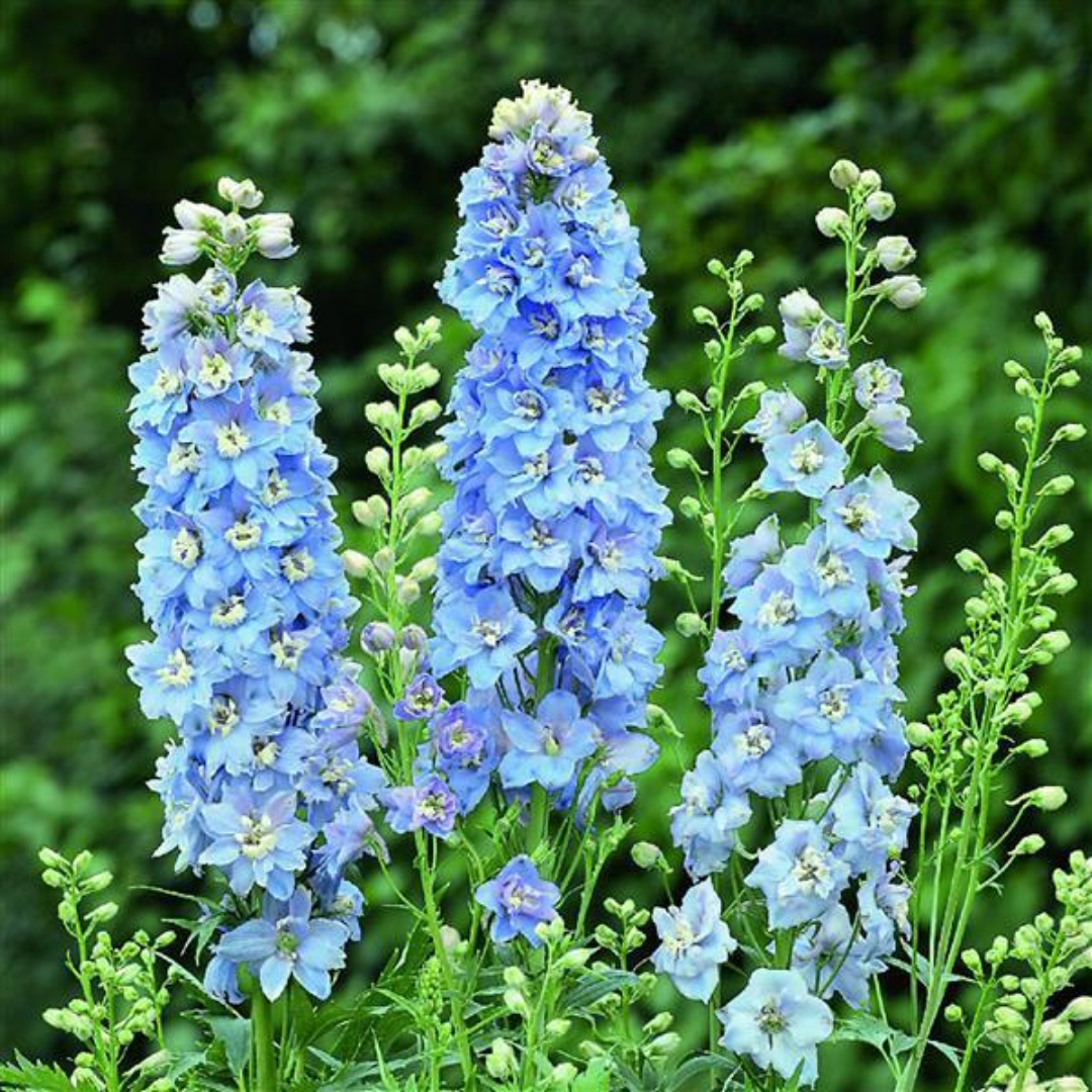 Delphinium