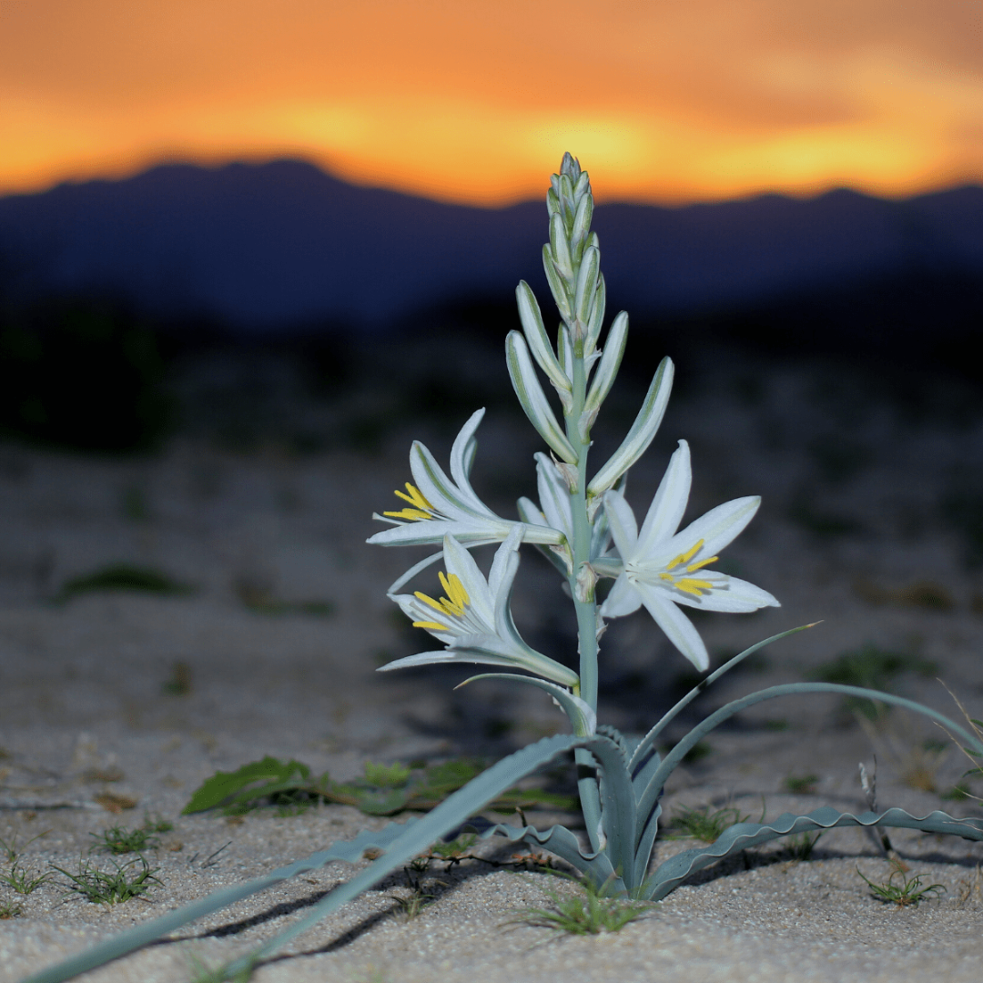 Desert_Lily