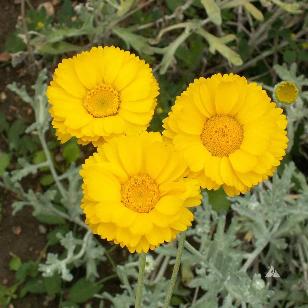 Desert_Marigold