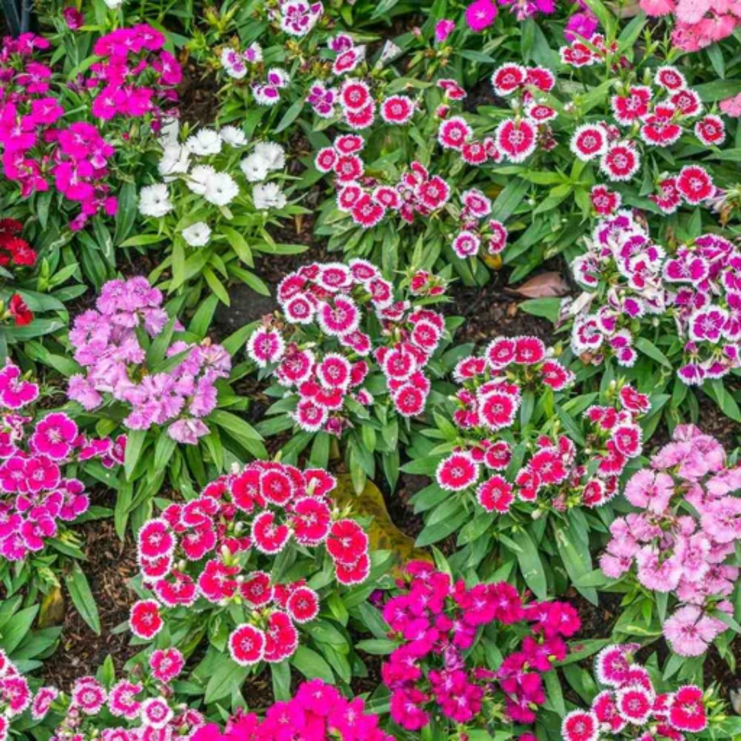 Dianthus