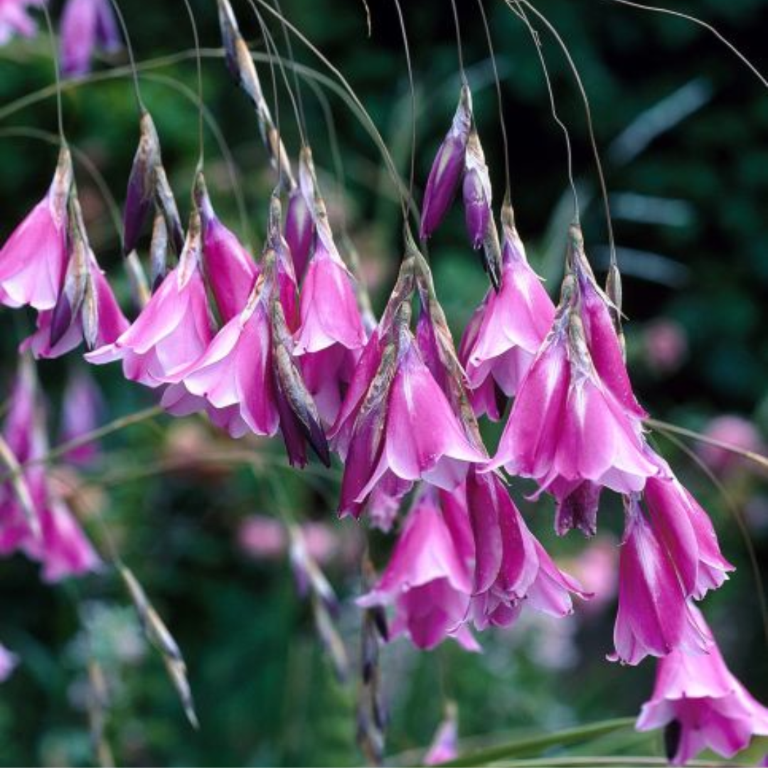 Dierama