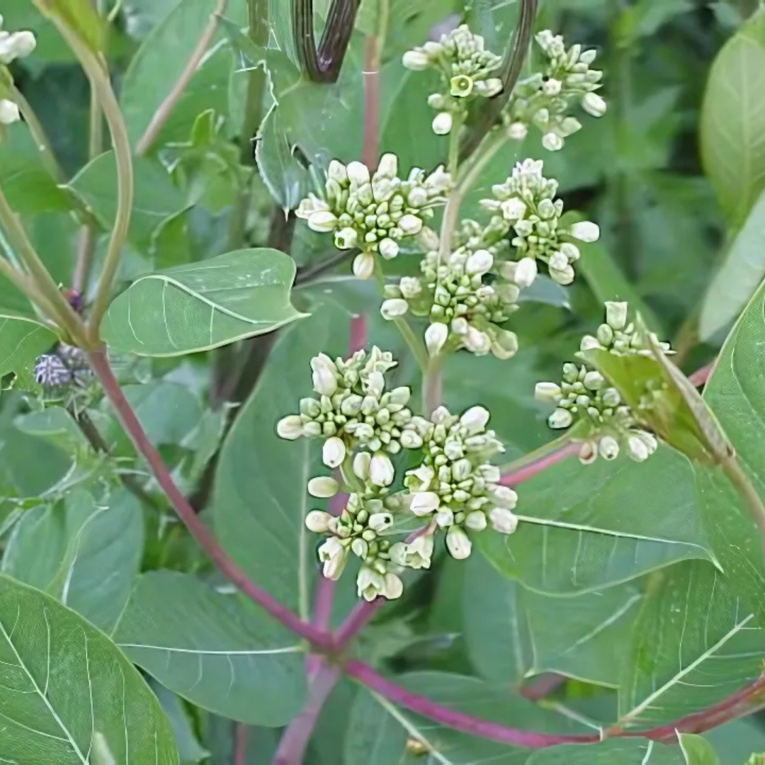 Dogbane