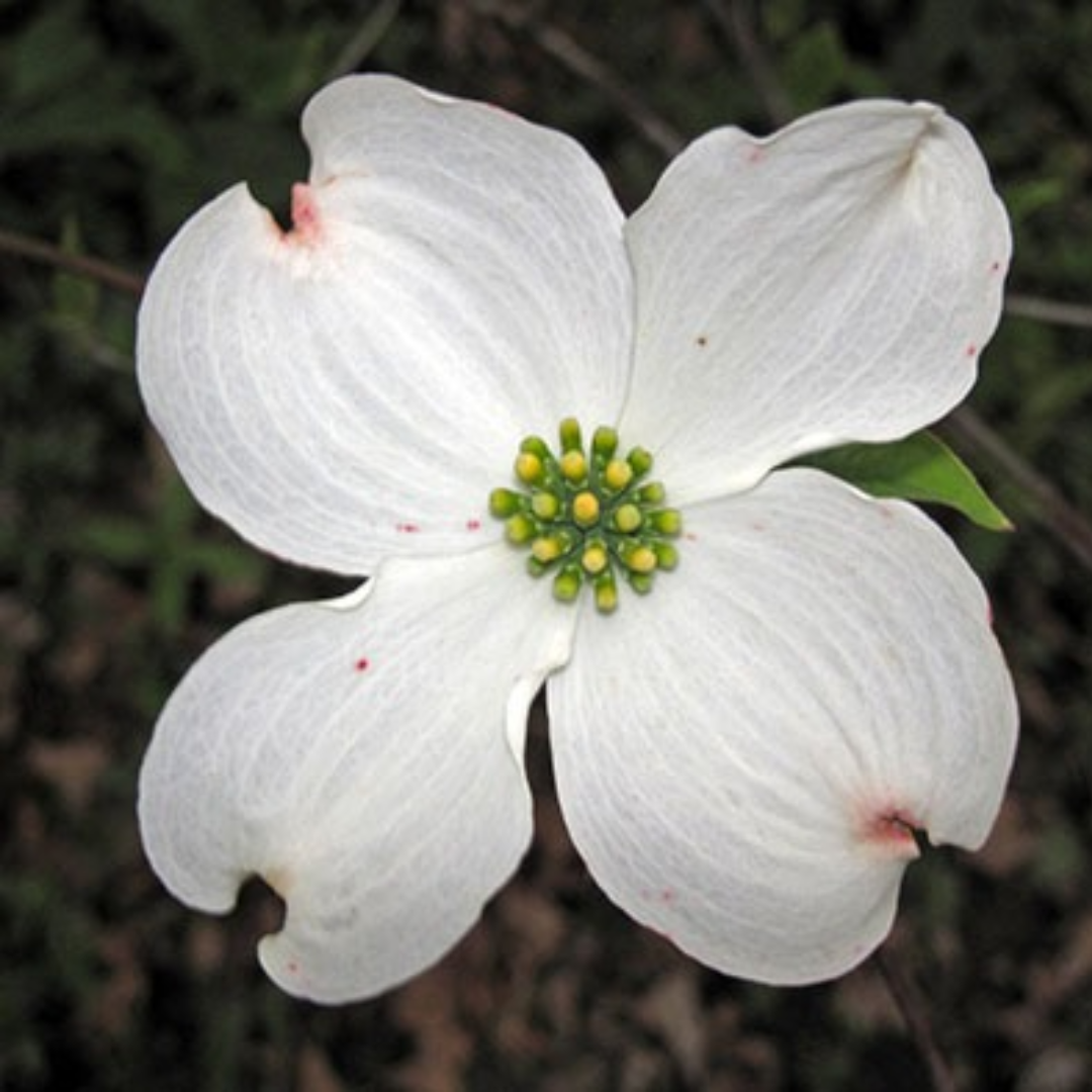 Dogwood