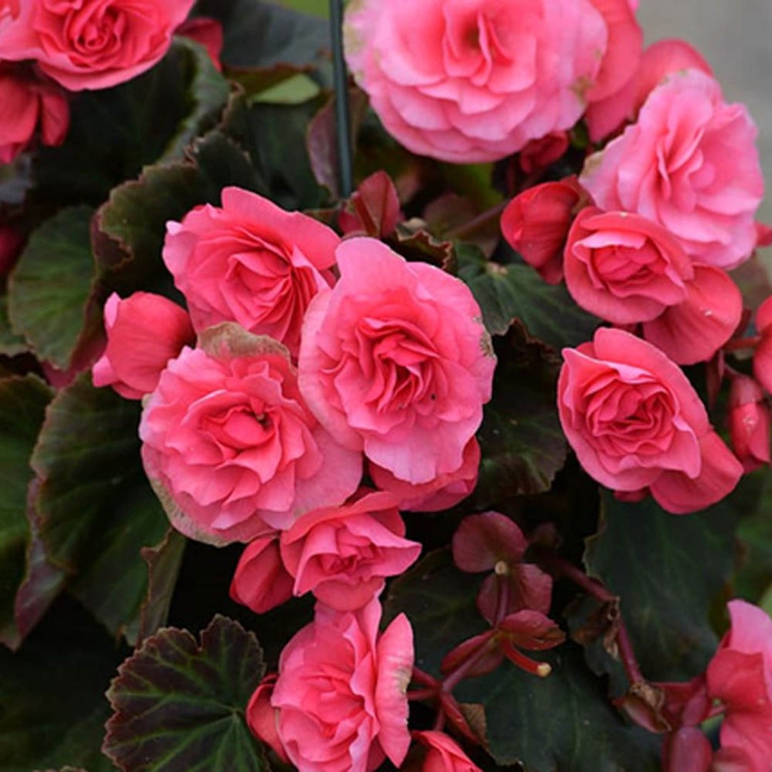 Double_Begonia