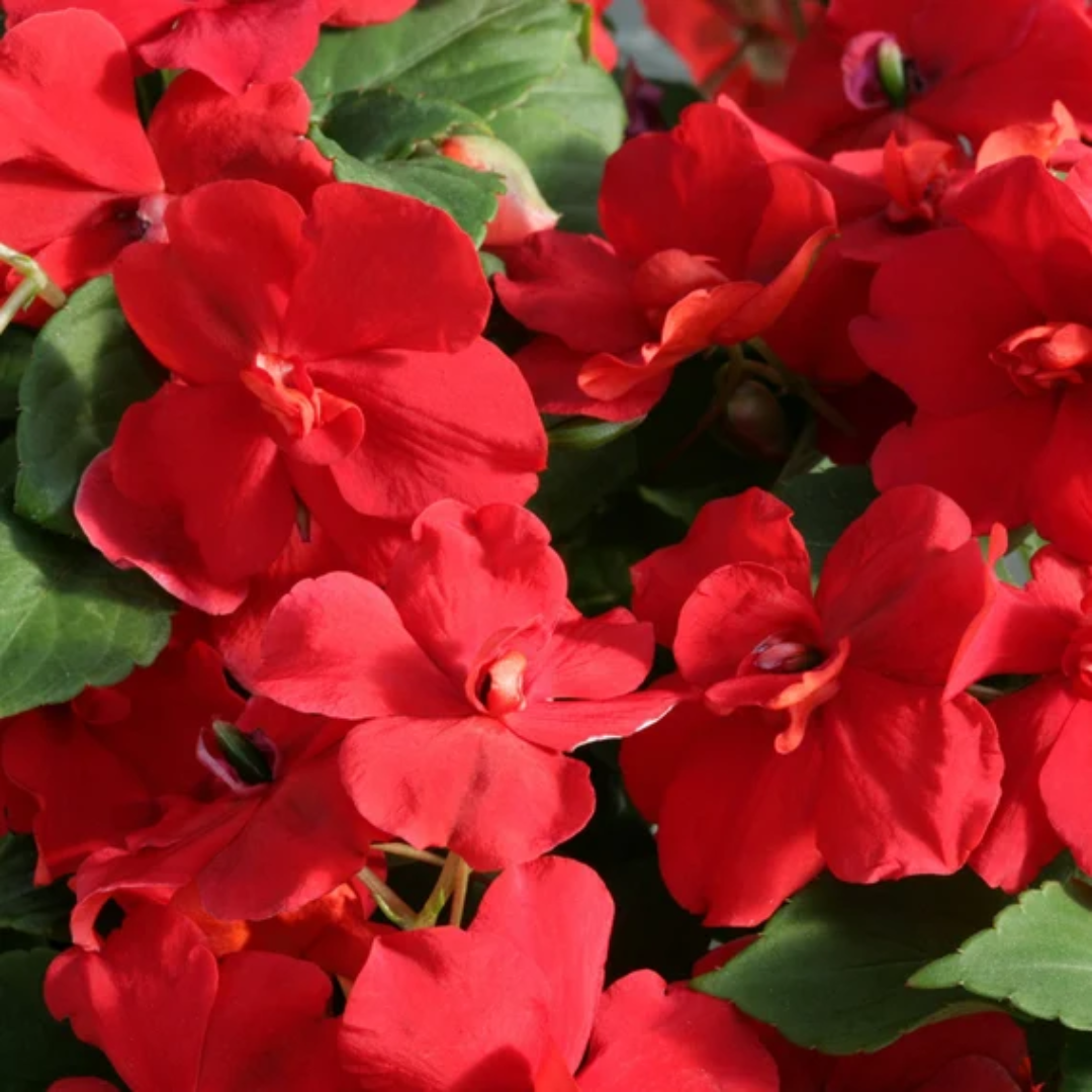 Double_Impatiens