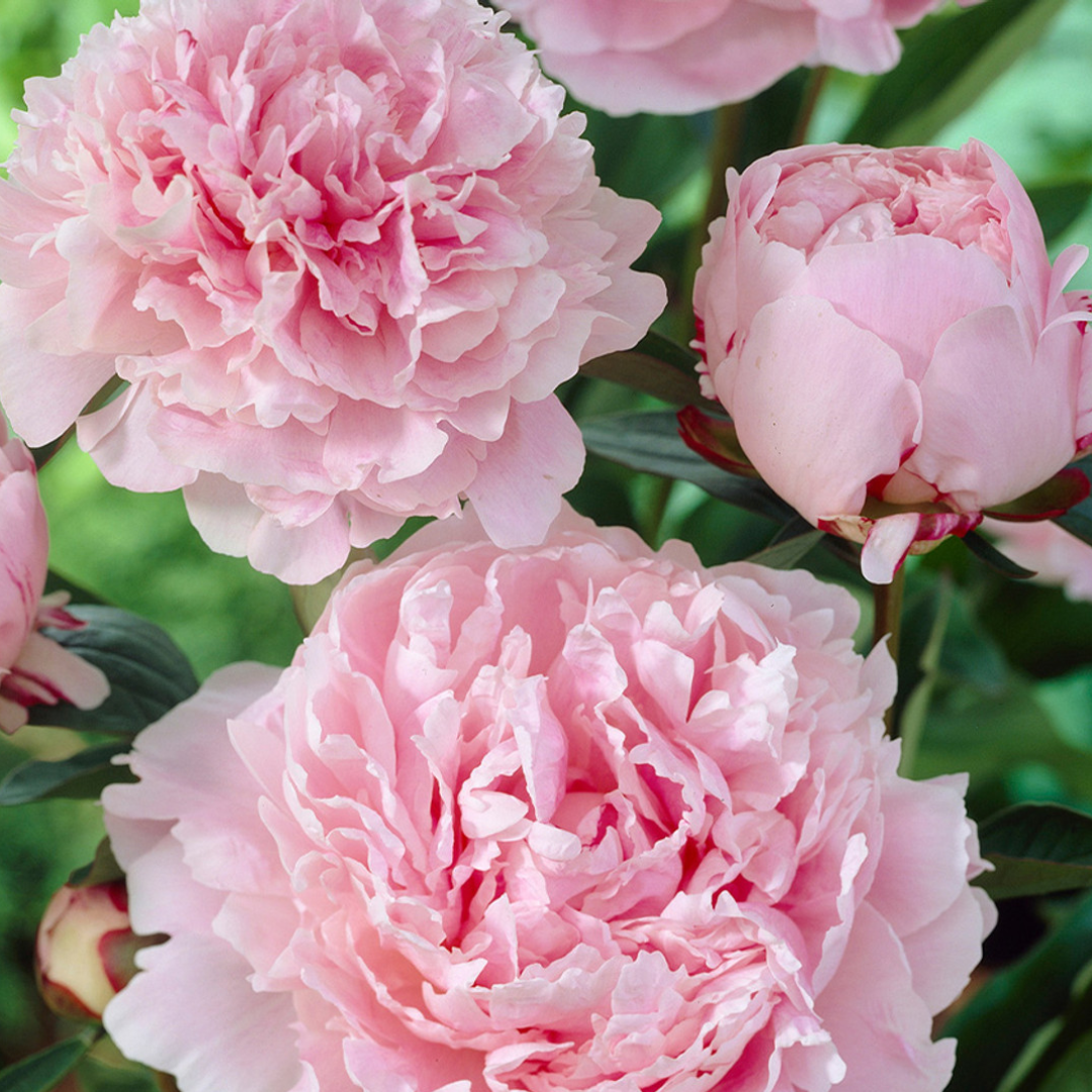 Double_Peony